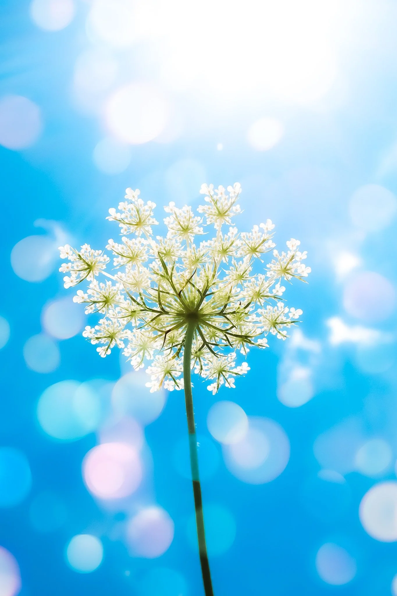 White flowering plant against a bright blue sky with soft light and circular bokeh effects.