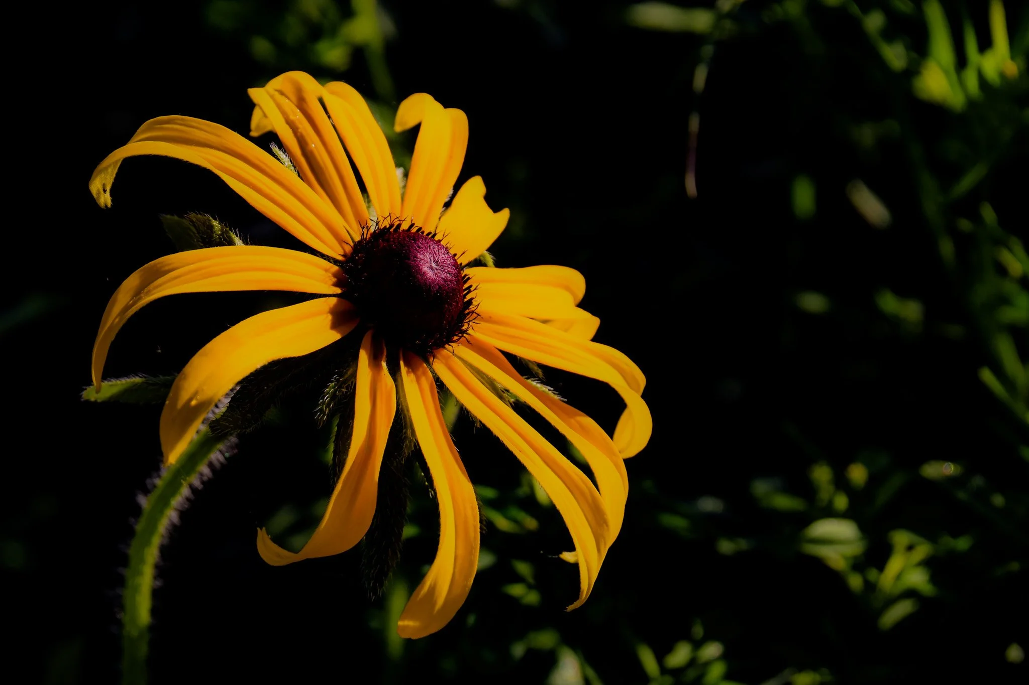 DSC_0832.jpg