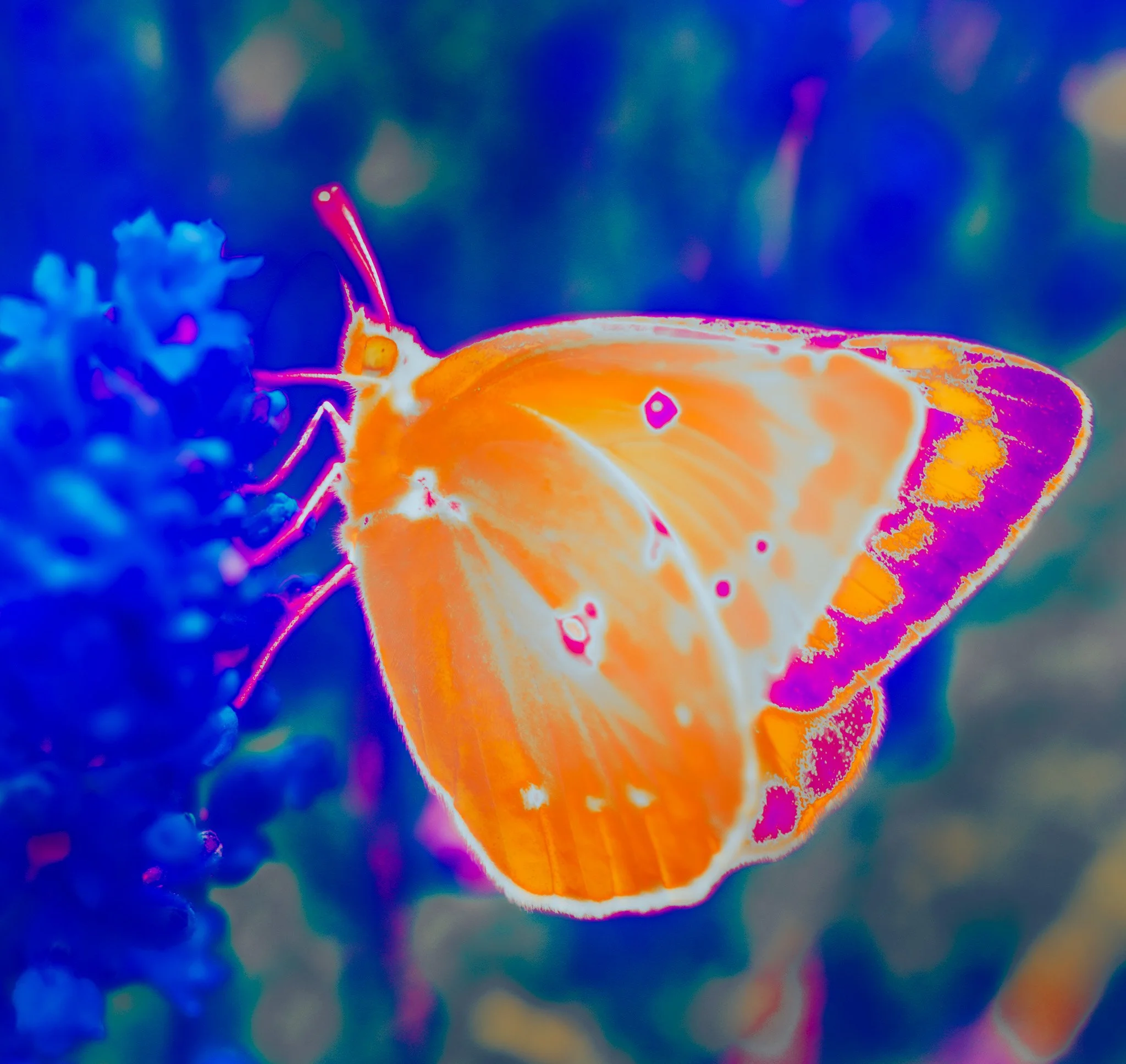 An abstract image with vibrant, neon-like colors, including shades of blue, pink, orange, and purple, blending together in a fluid, organic pattern.