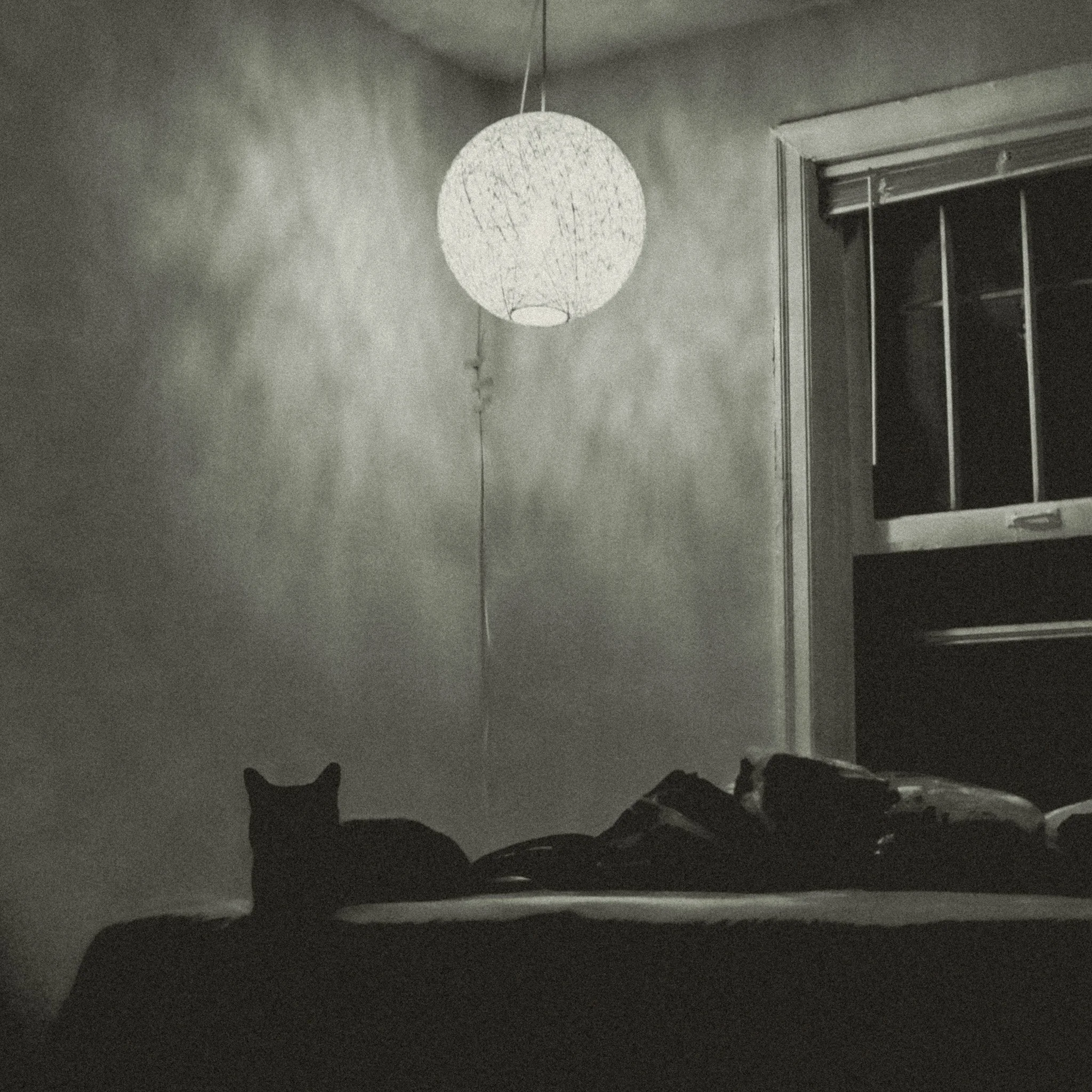 Silhouetted cats sitting on the floor in front of a window at night, with a illuminated paper lantern hanging from the ceiling.