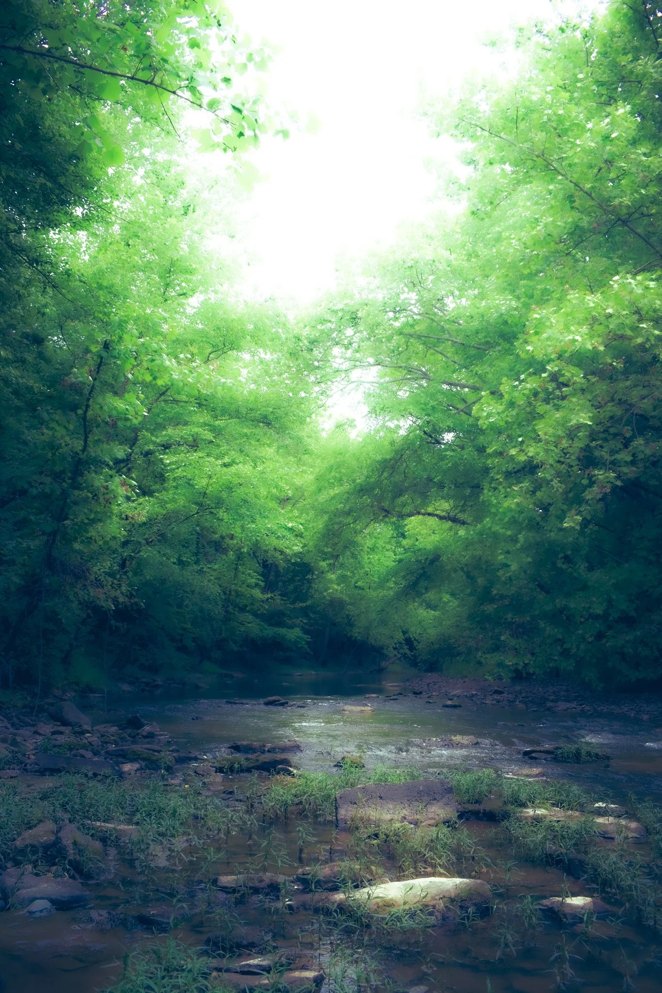 A peaceful forest scene with a small river running through it, surrounded by lush green trees and foliage, sunlight filtering through the leaves.