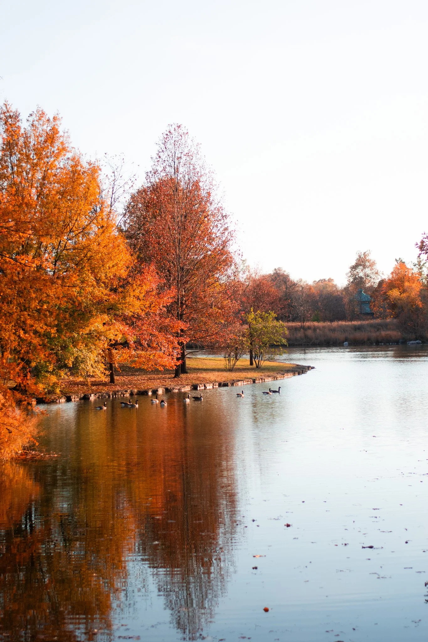 A peaceful autumn scene at a lake with trees in vibrant fall colors and ducks swimming in the water.