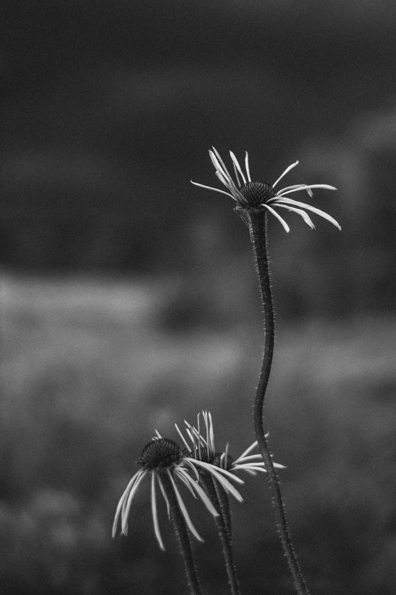 A black and white photograph of a single flower with a tall, slender stem and long, thin petals that droop downward. The background is blurred, focusing attention on the flower.
