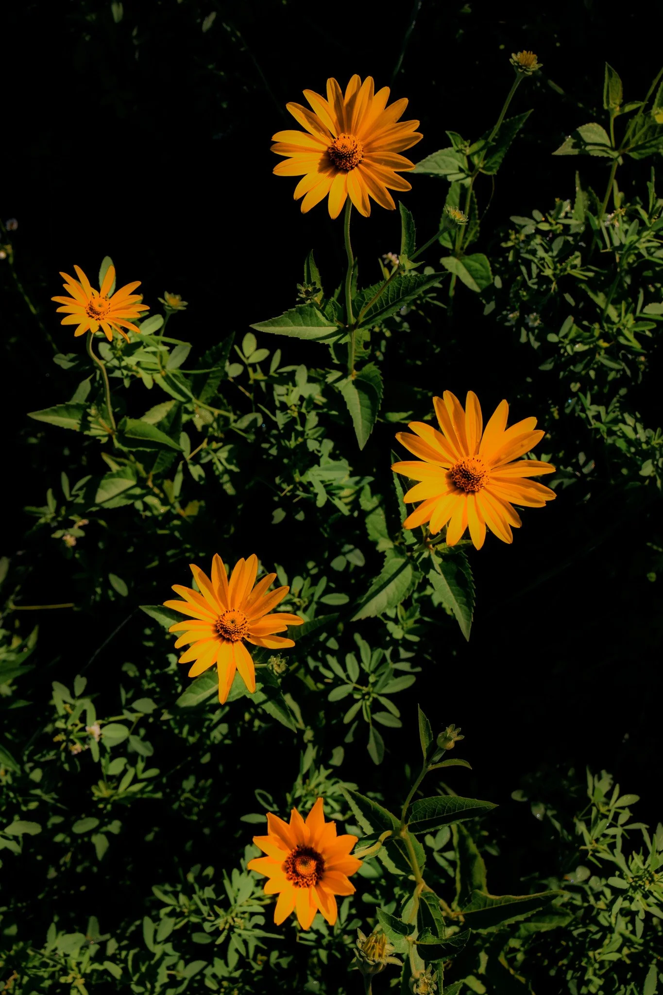 DSC_0857.jpg