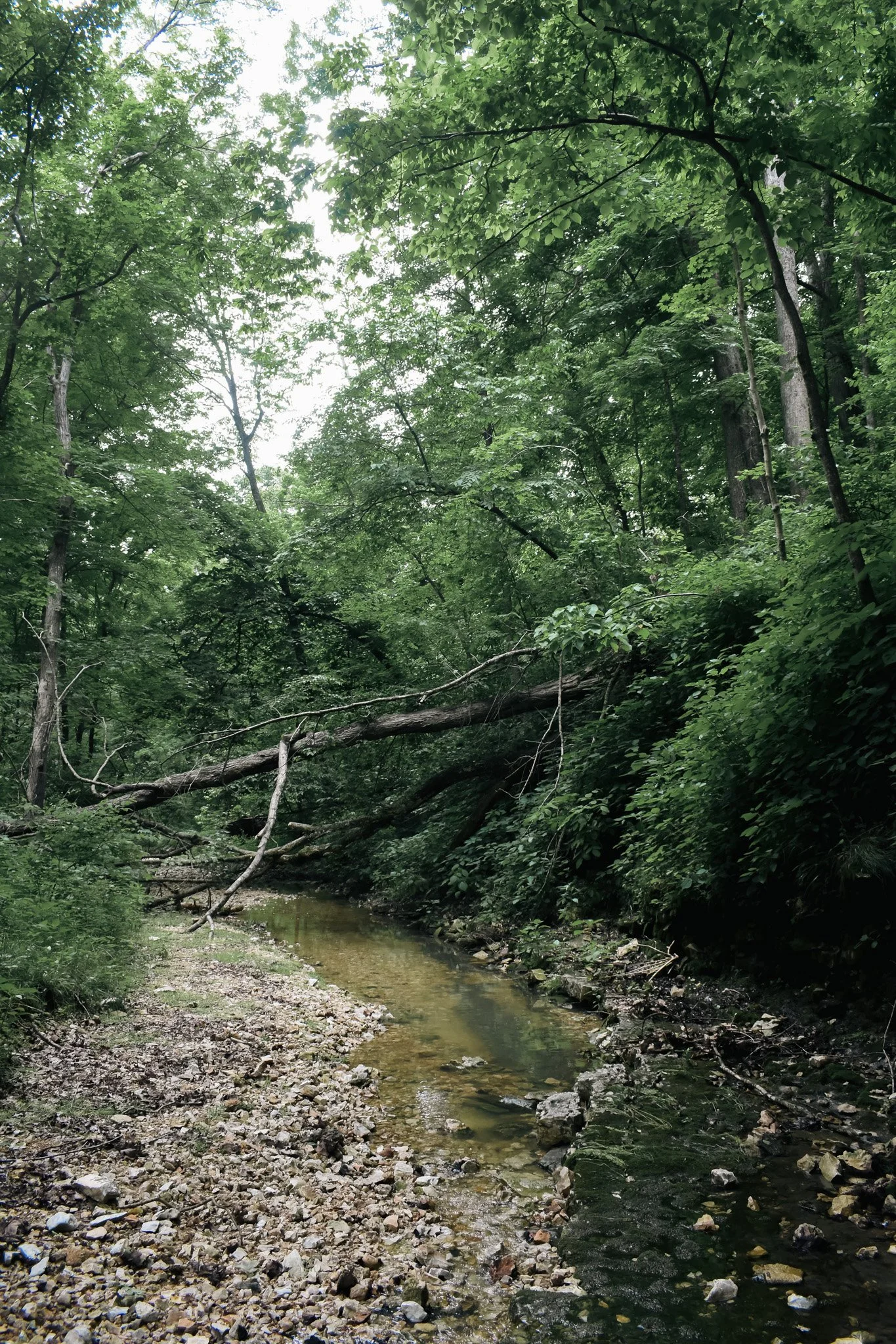 A small creek flows through a dense green forest with tall trees and thick foliage, with some fallen branches crossing the creek.