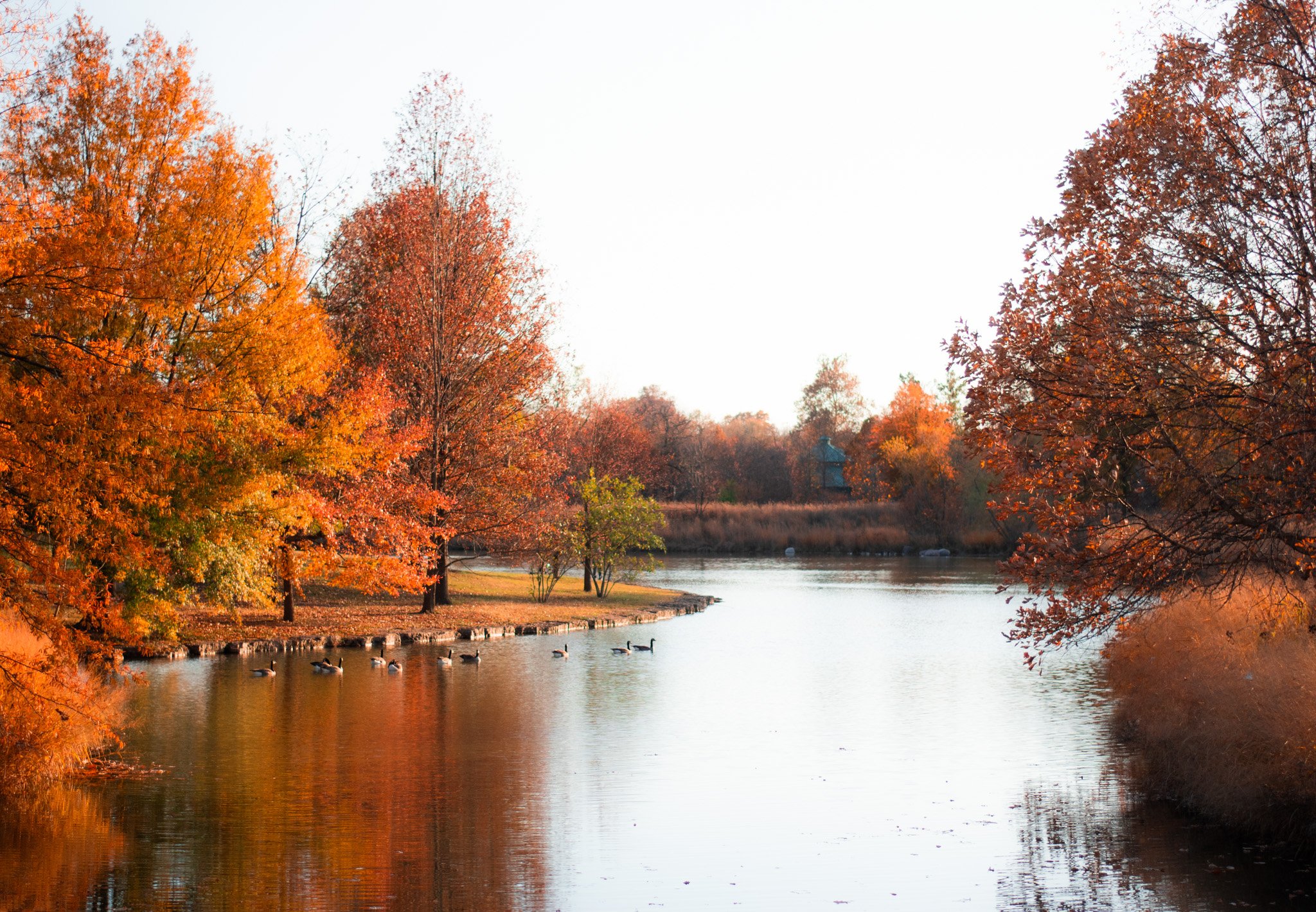 Autumn scene with colorful trees along a river, ducks swimming in the water, and a small house in the background.