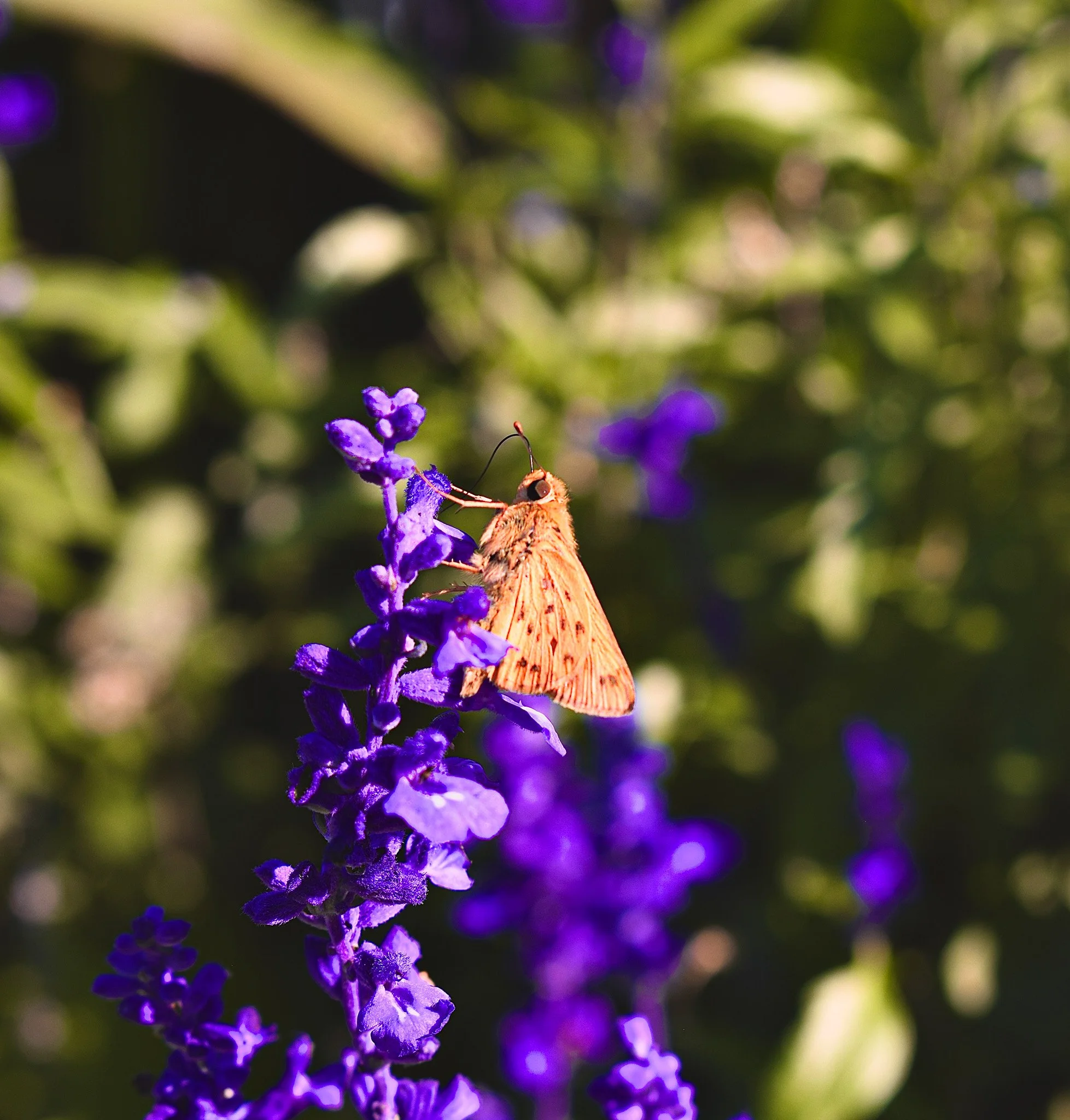 DSC_0540.jpg