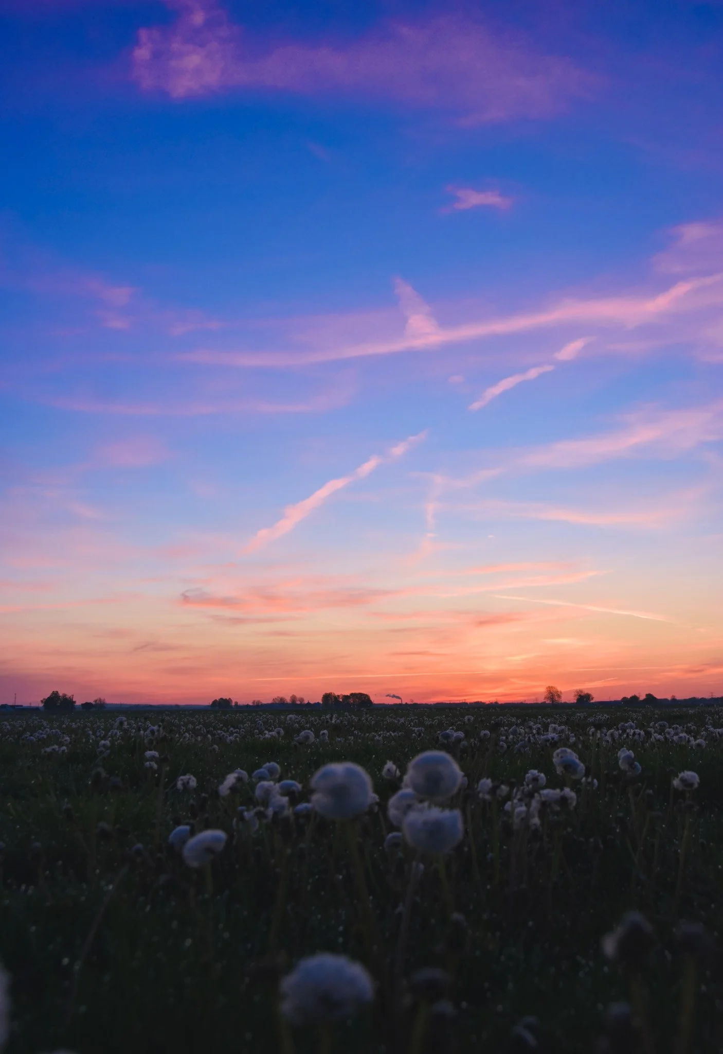 A colorful sunset sky with shades of purple, pink, and orange over a field of blooming cotton plants.