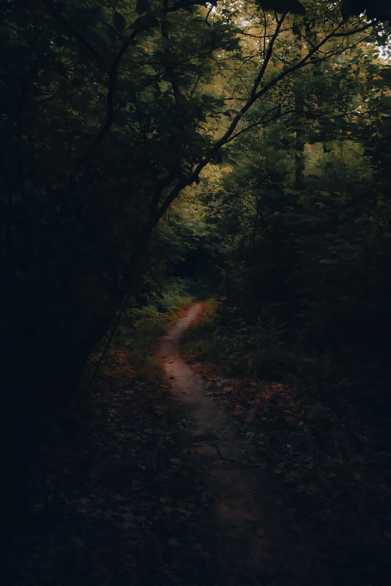 A narrow dirt trail winds through a dense forest with overhanging tree branches, dimly lit with soft sunlight filtering through the leaves.