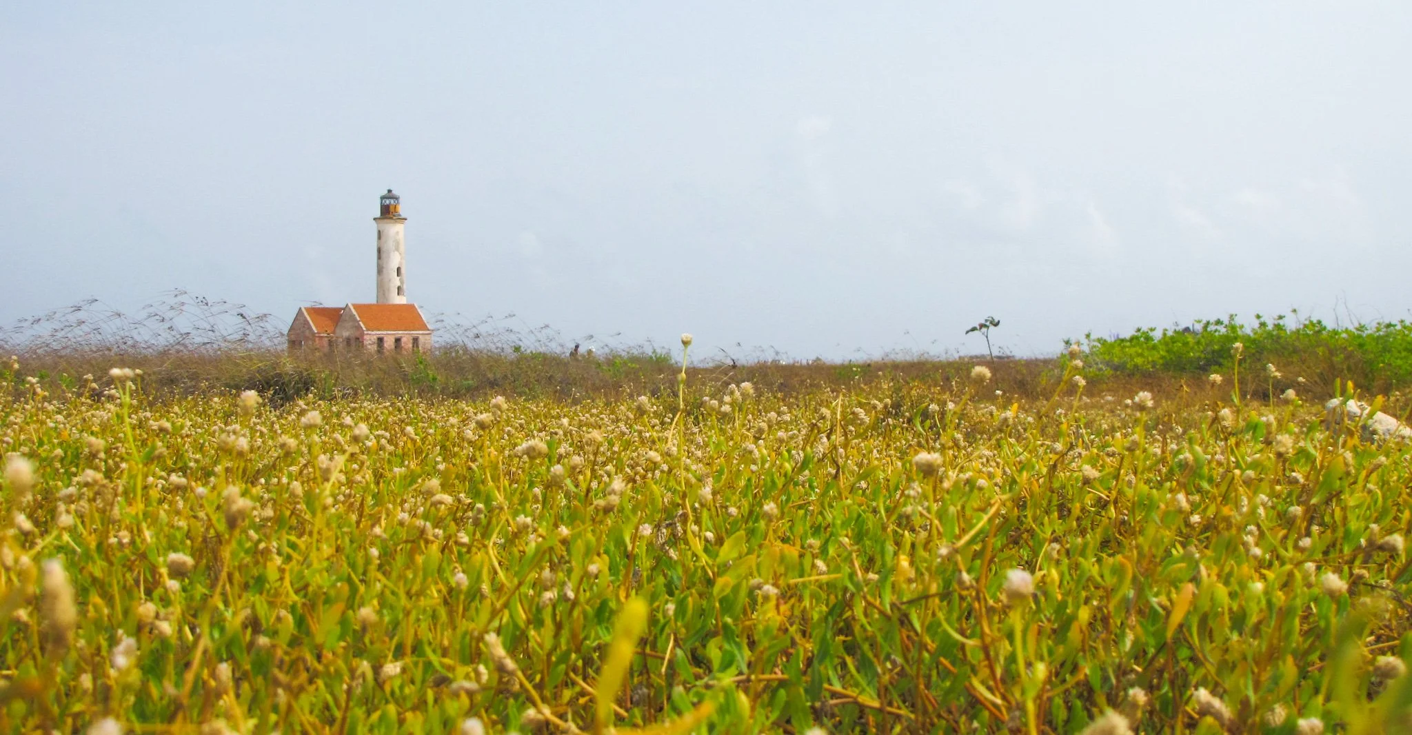 A lighthouse standing behind a field of green and white wildflowers with a cloudy sky in the background.