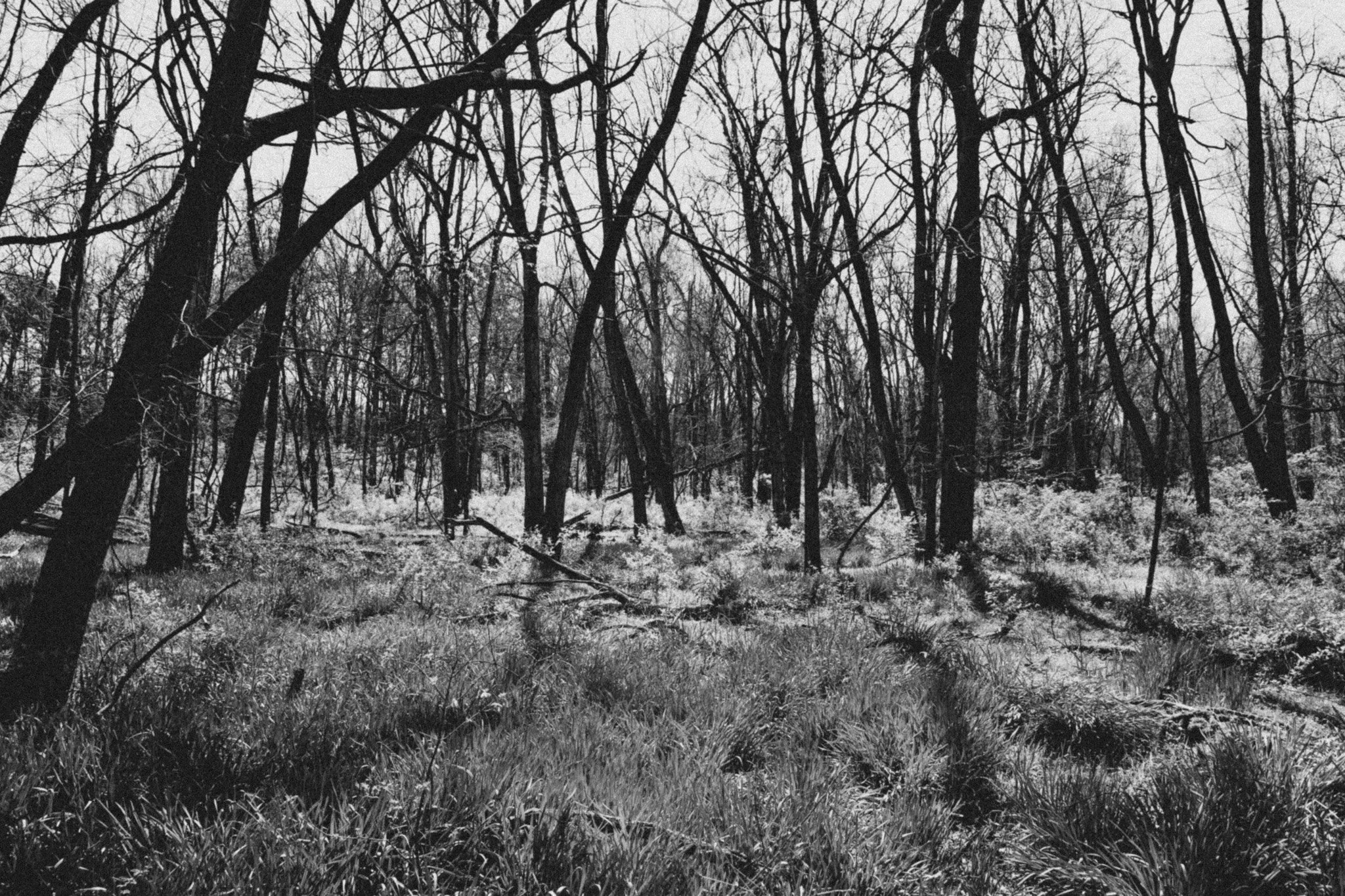 Black and white photo of a dense forest with tall, leafless trees and grass on the ground.