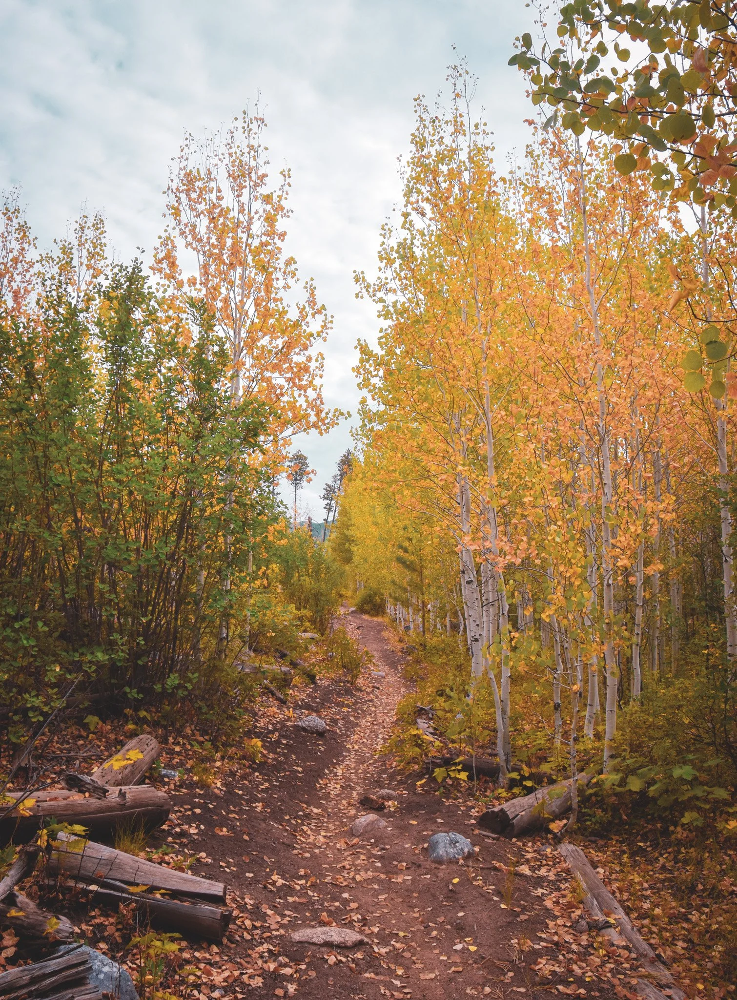 A dirt trail winds through a forest of tall trees with yellow and orange autumn leaves, fallen leaves scattered on the ground, and cloudy sky overhead.