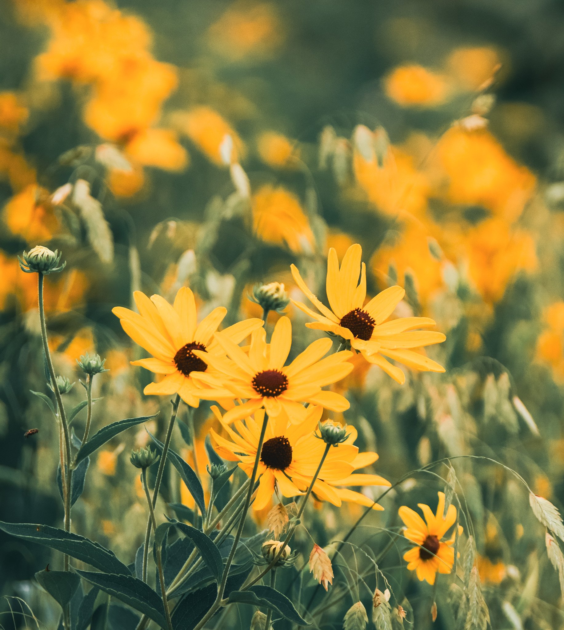 Yellow flowers with brown centers, green leaves, and buds in a garden setting.