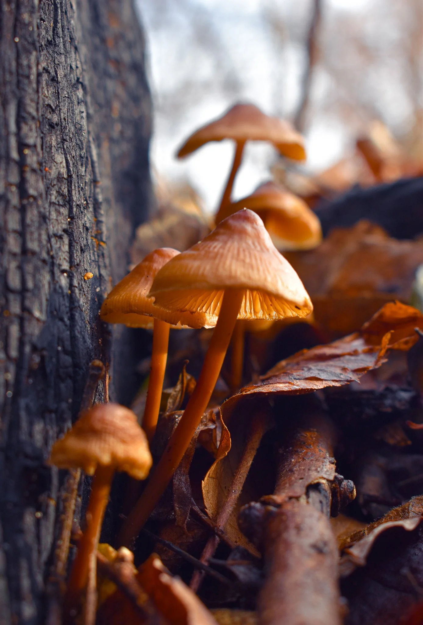 DSC_0181.jpg