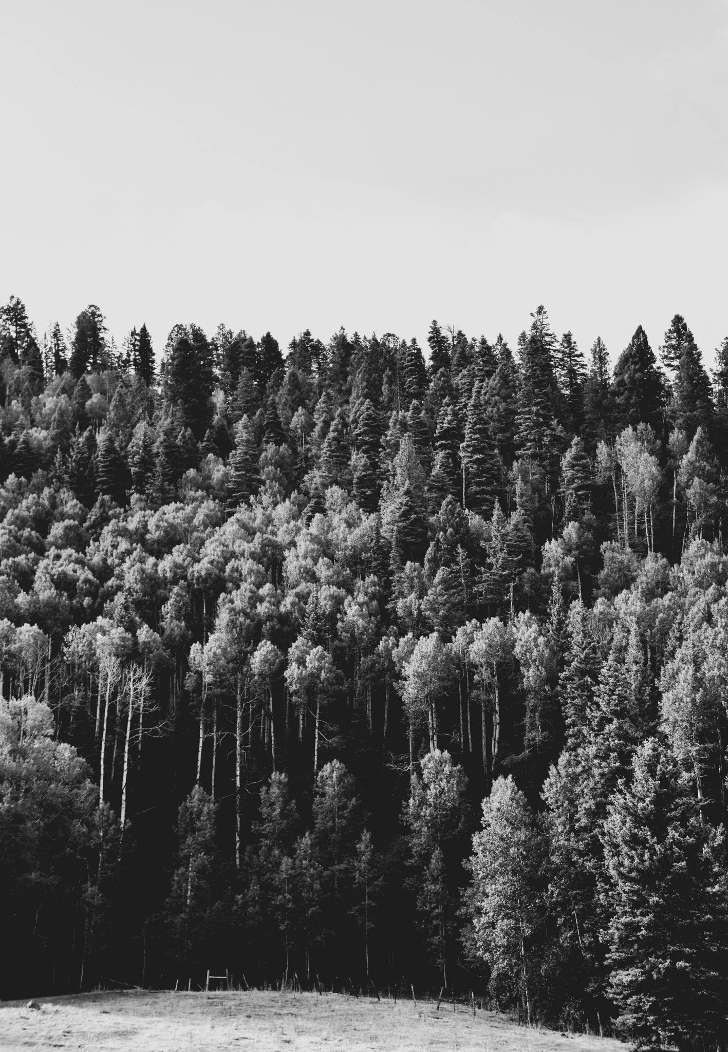 Black and white photo of a forested hillside with tall trees and a grassy foreground.