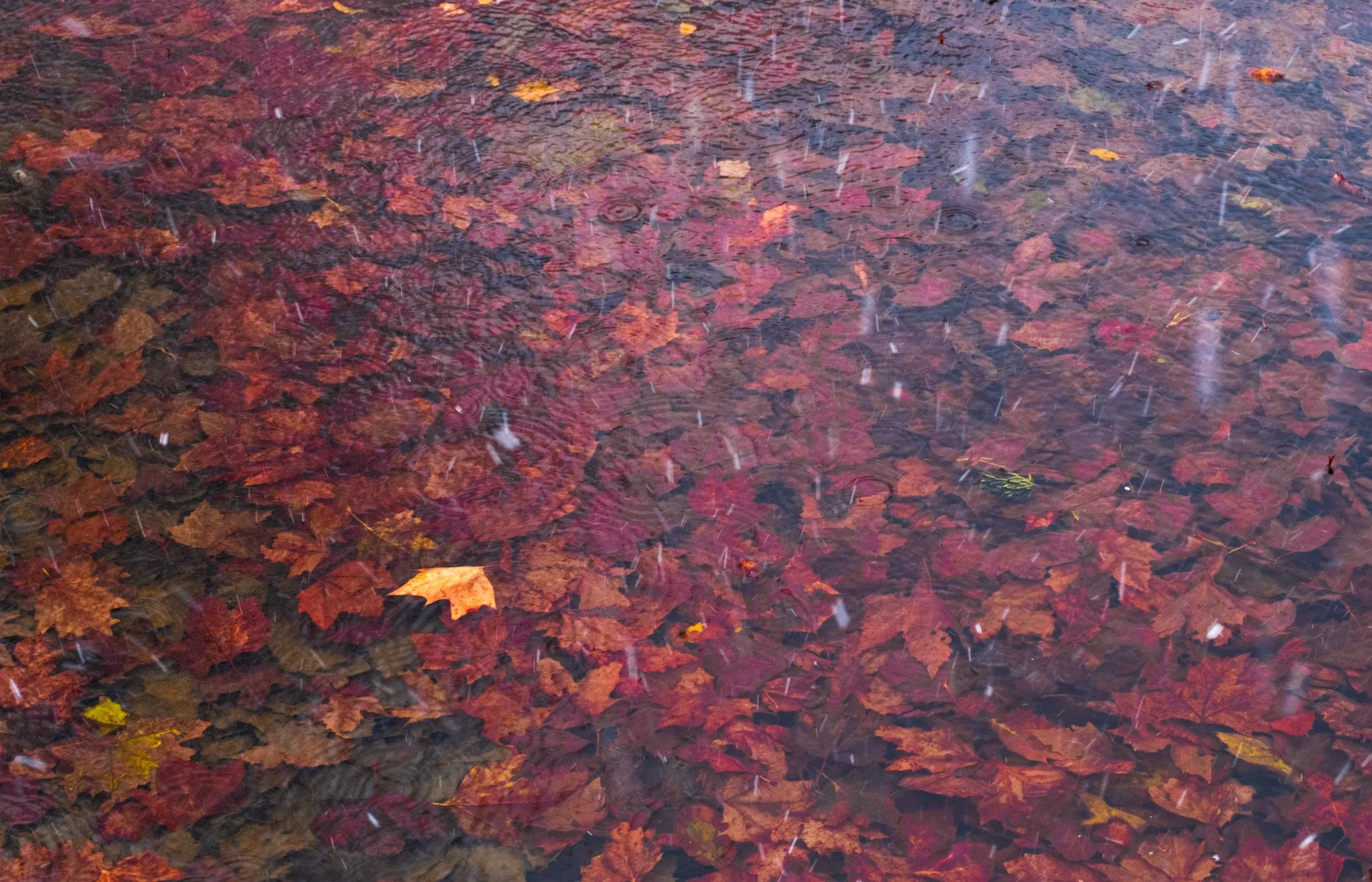 A rain-soaked surface covered with fallen autumn leaves and raindrops creating ripples in the water.