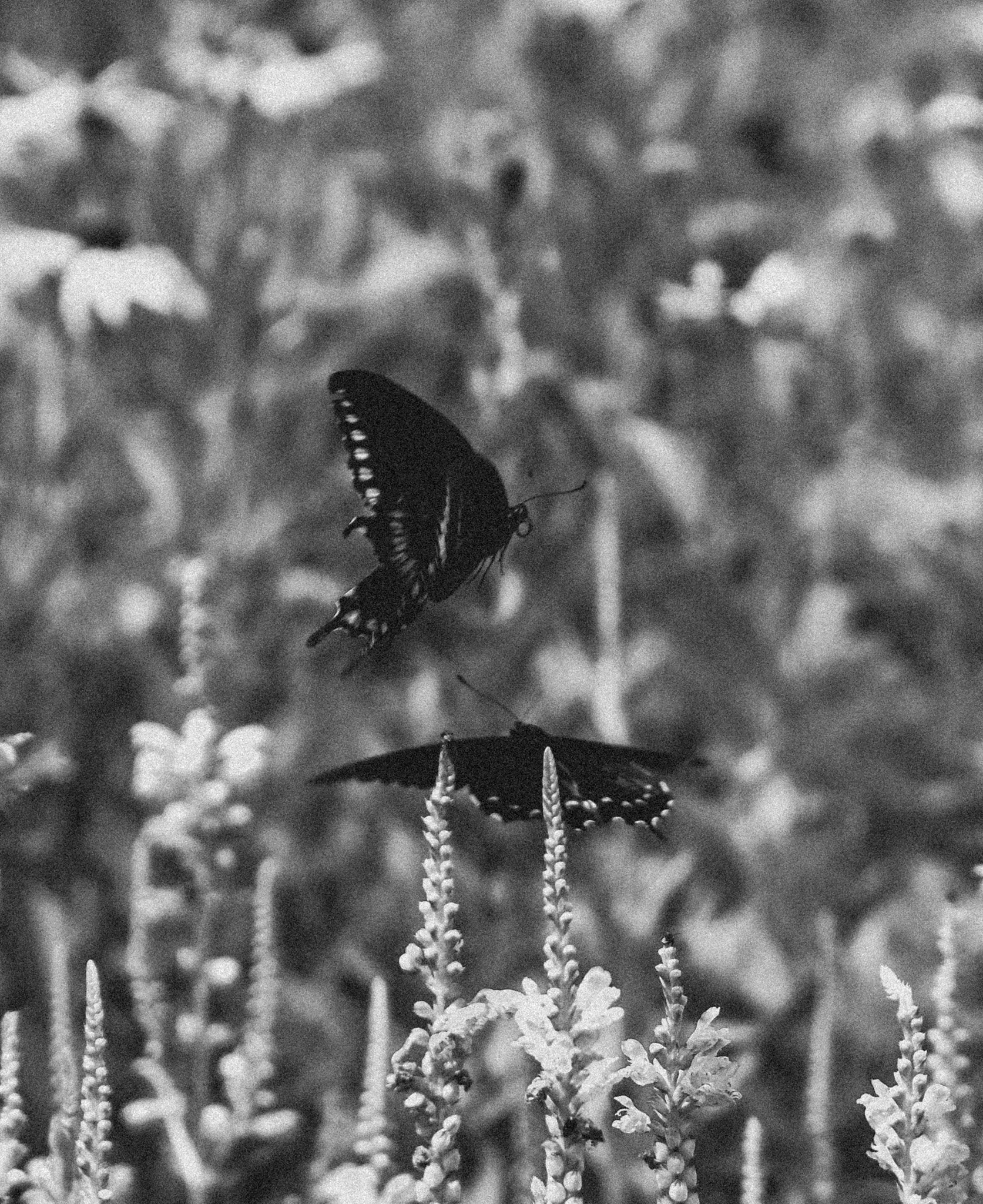 Close-up of a butterfly perched on a flower with blurred background. Butterflies dancing together while the summer air breaths beneath their wings 