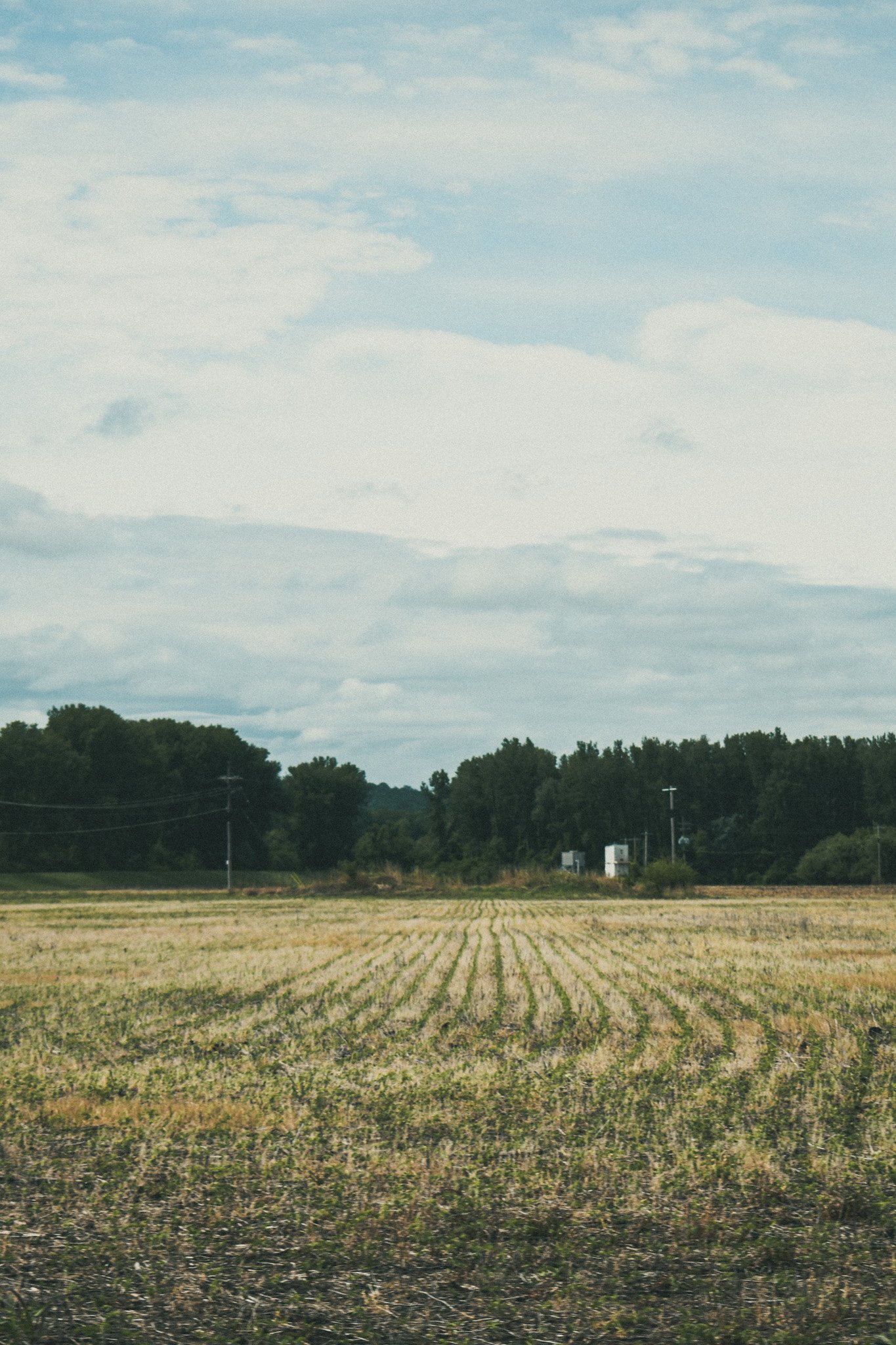 Open field with young crops, distant trees, power lines, and a cloudy sky.