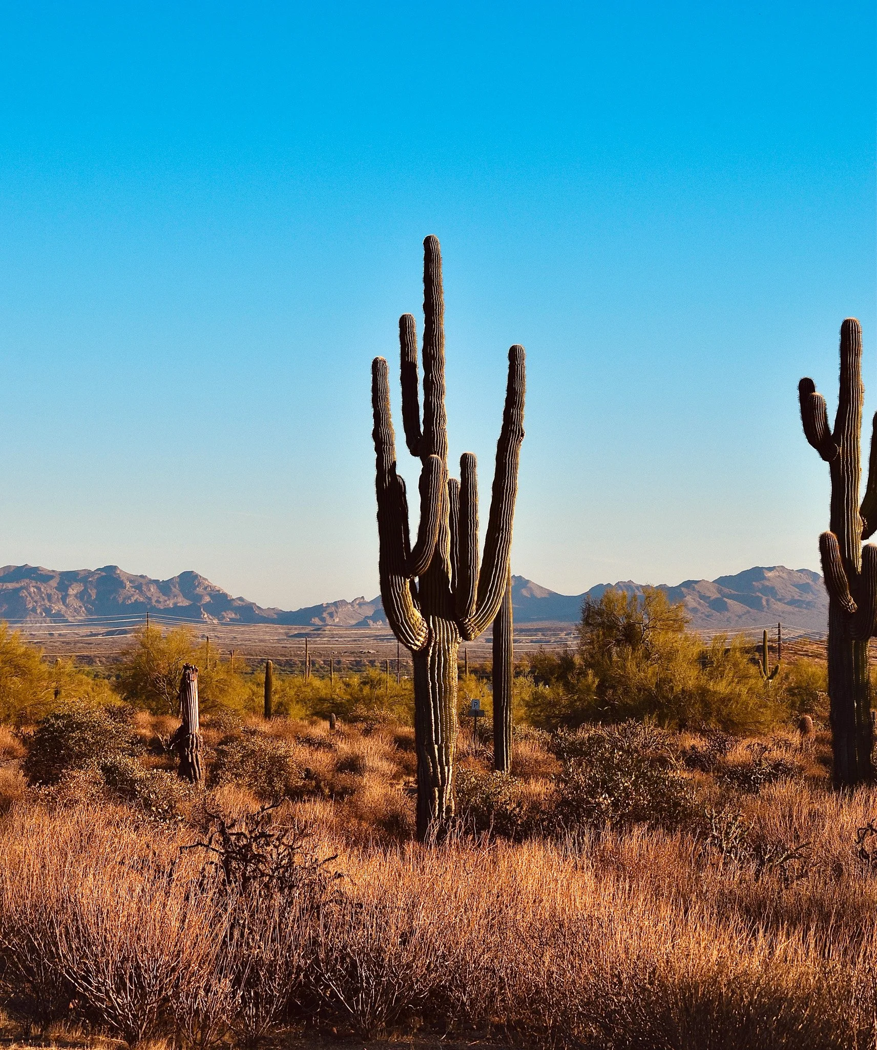 Desert landscape with tall saguaro cacti, dry bushes, and mountains in the background under a clear blue sky.