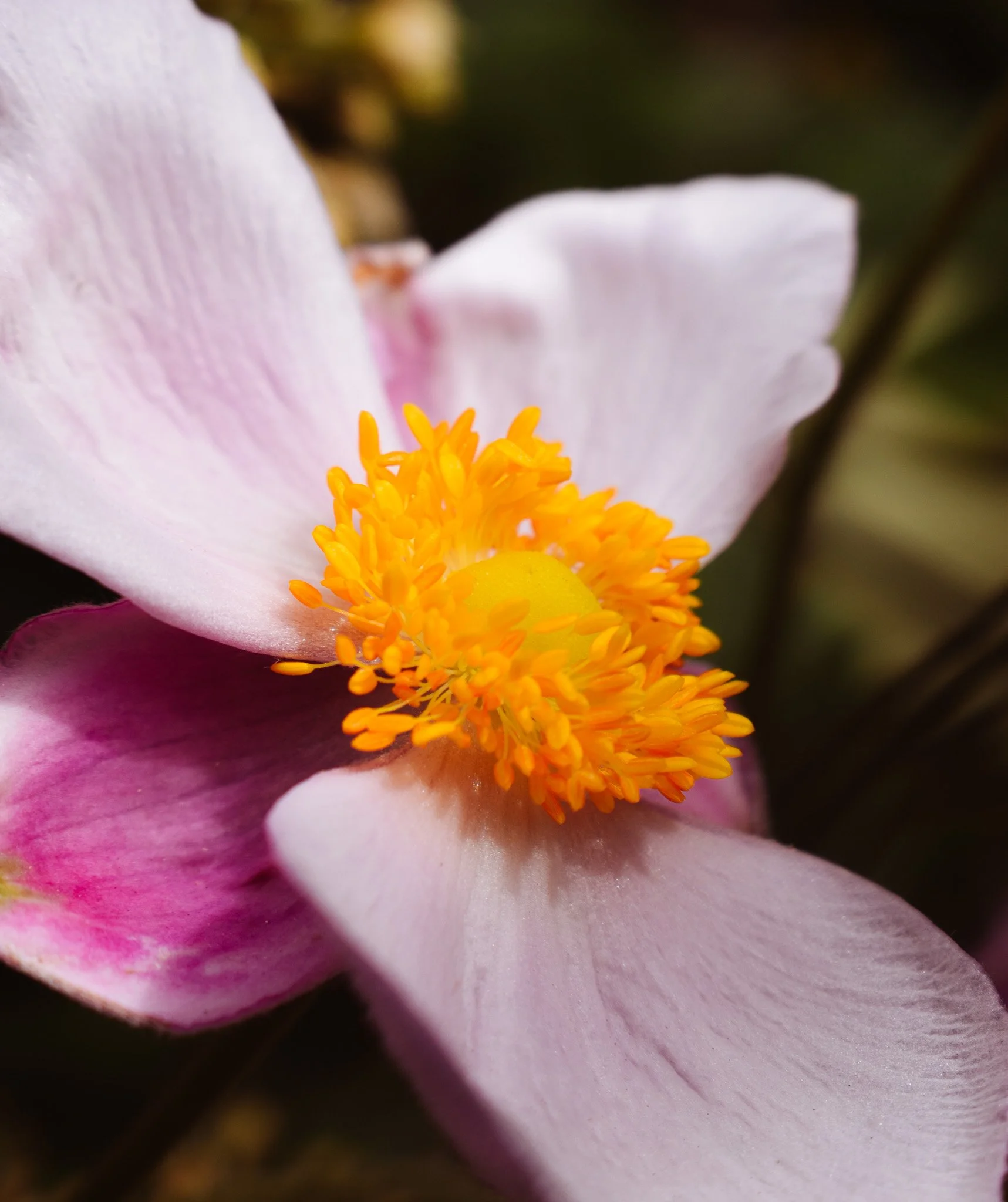 DSC_0209.jpg