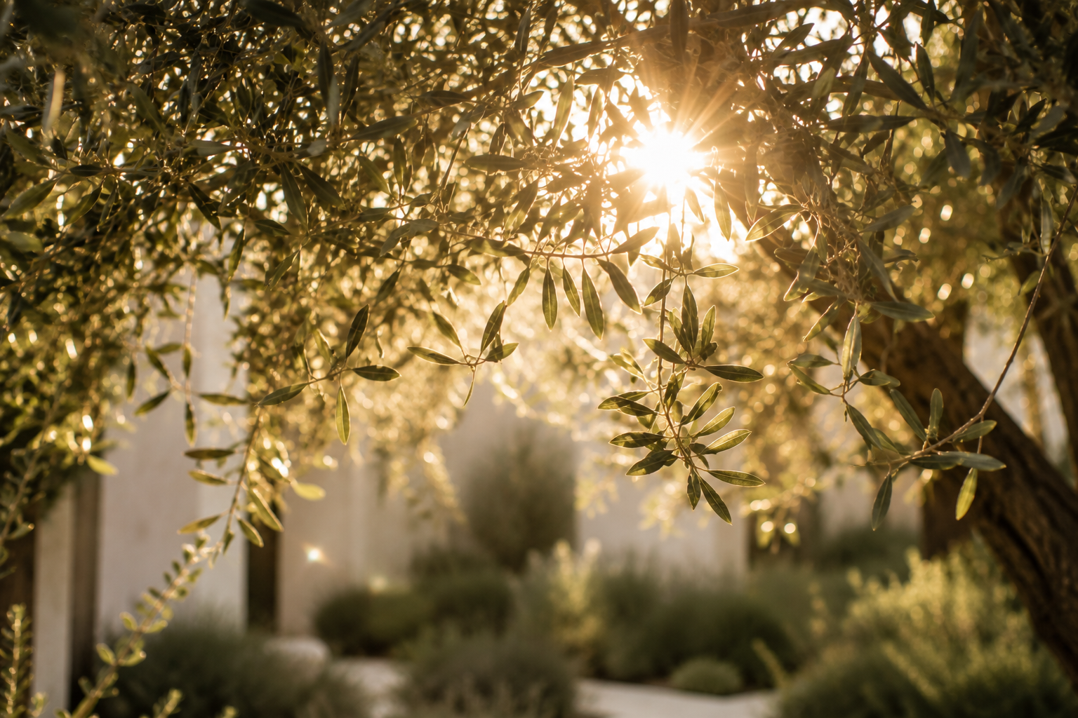 Sunlight filtering through olive tree branches, symbolizing growth, healing, and the connection between nature and women's wellness..