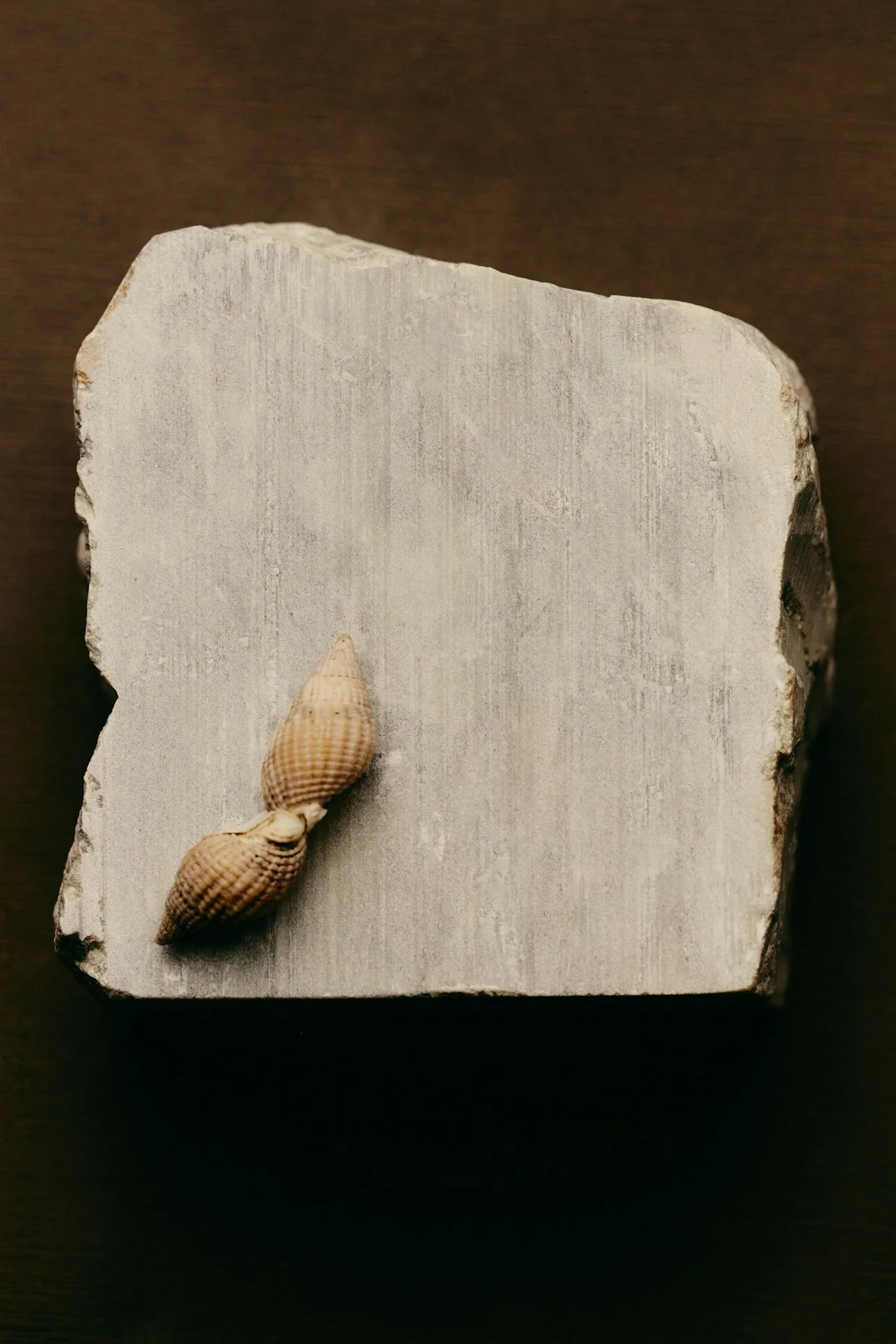 A small seashell with ridges, attached to a beige braided cord, on a light-colored rectangular stone slab with rough edges, against a dark background.