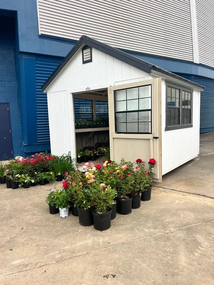 A small white garden shed with a black roof, open door, and windows, surrounded by potted flowering plants on concrete ground.