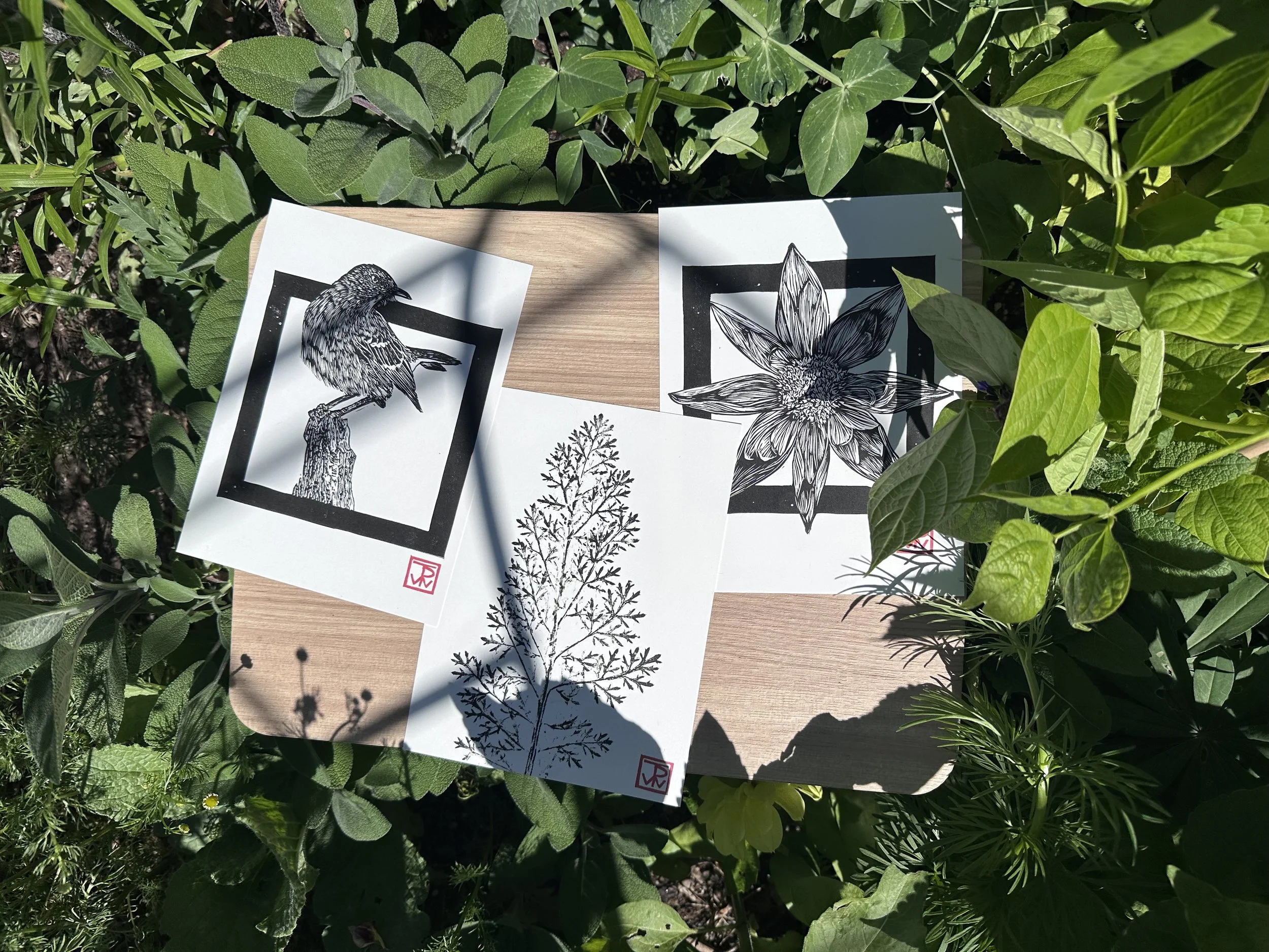 Three black and white botanical illustrations on white papers placed on green leafy plants. The illustrations depict a bird on a branch, a flower, and a plant.