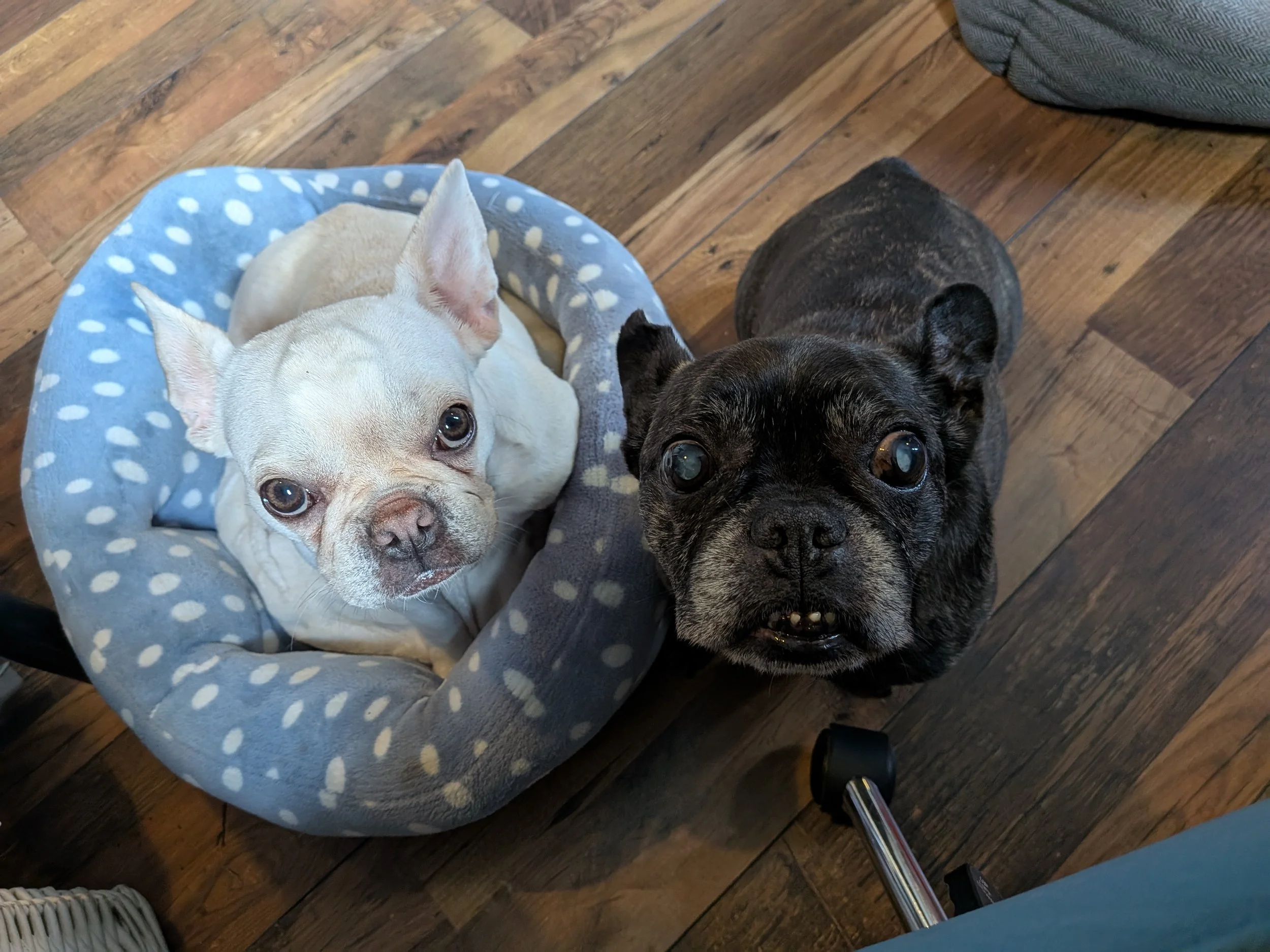 Two French bulldogs, one light-colored sitting on a upset blue and white polka dot dog bed and one dark-colored standing on a wooden floor, looking up at the camera.