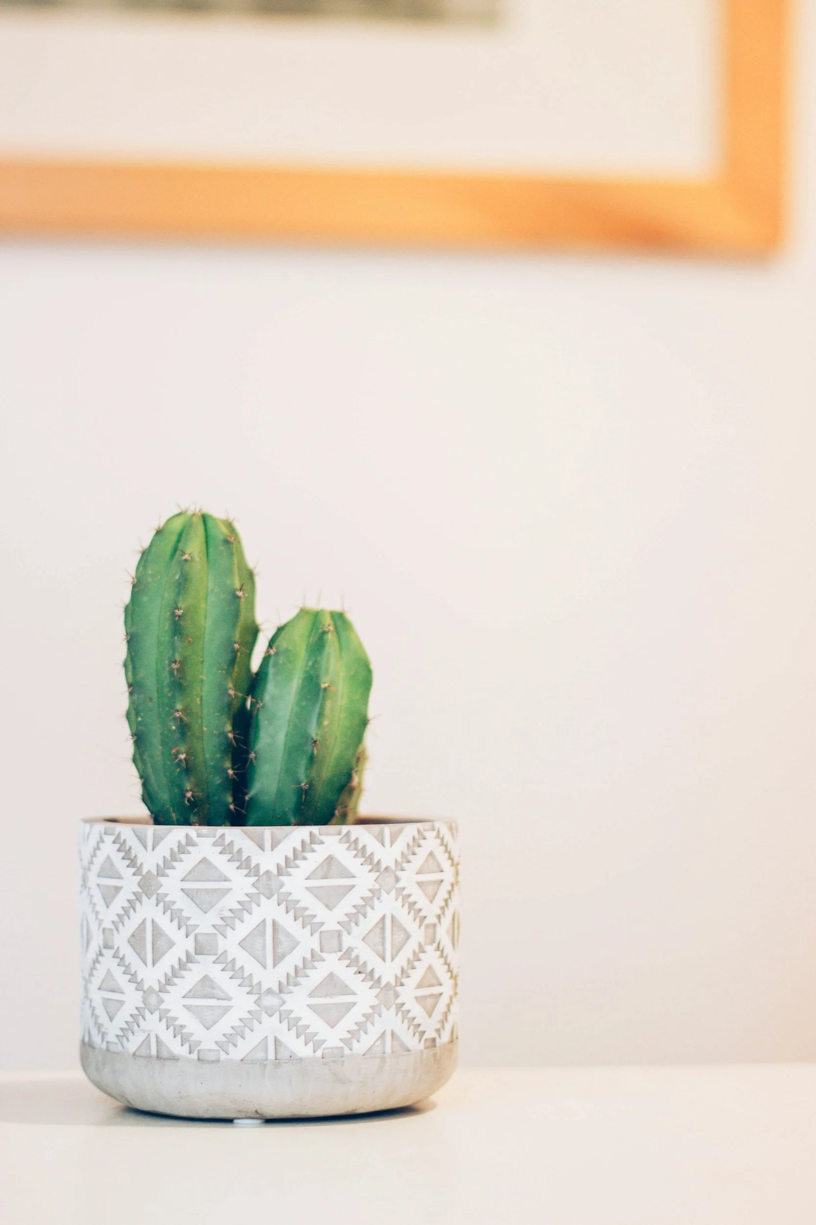 A potted cactus plant with multiple green stems in a decorative white pot with geometric patterns, placed on a white surface against a light-colored background.