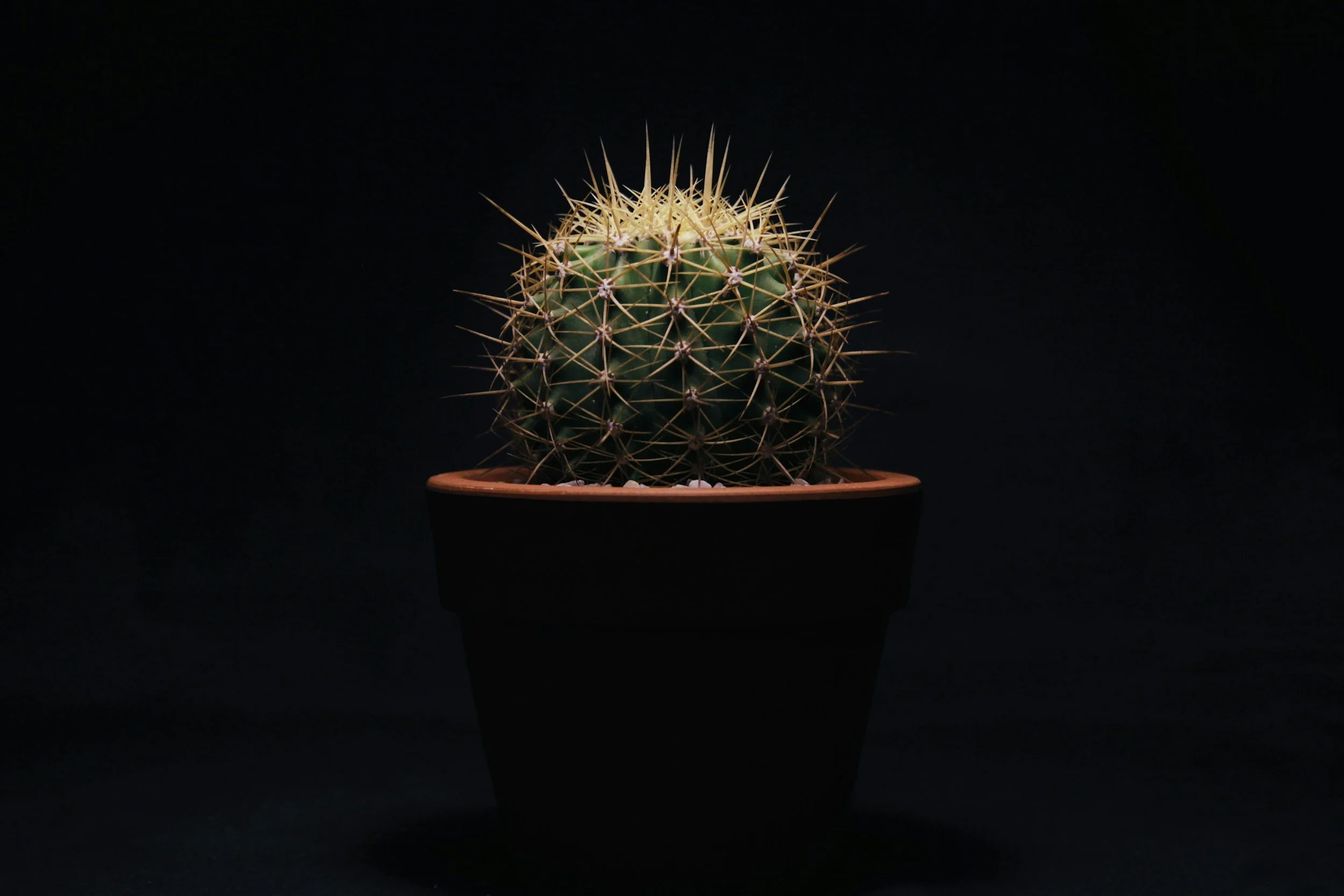 A round cactus with numerous sharp spines in a small terracotta pot against a black background.