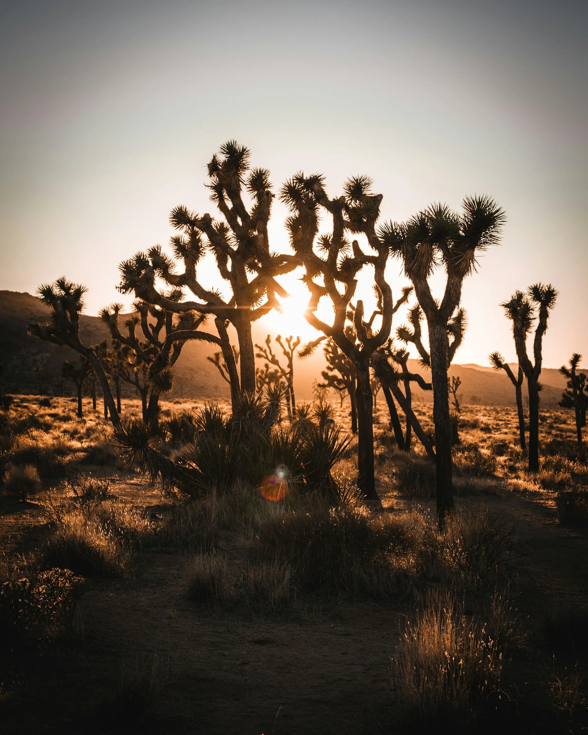 Silhouetted Joshua trees with the setting sun behind them in a desert landscape.
