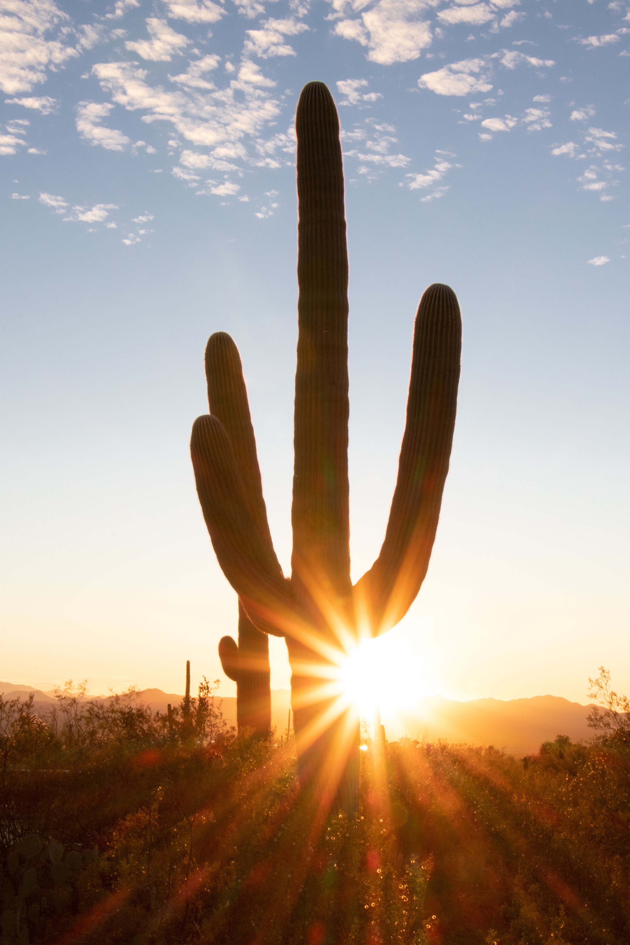 A large saguaro cactus in a desert landscape during sunset, with the sun low on the horizon and clouds scattered across the sky.