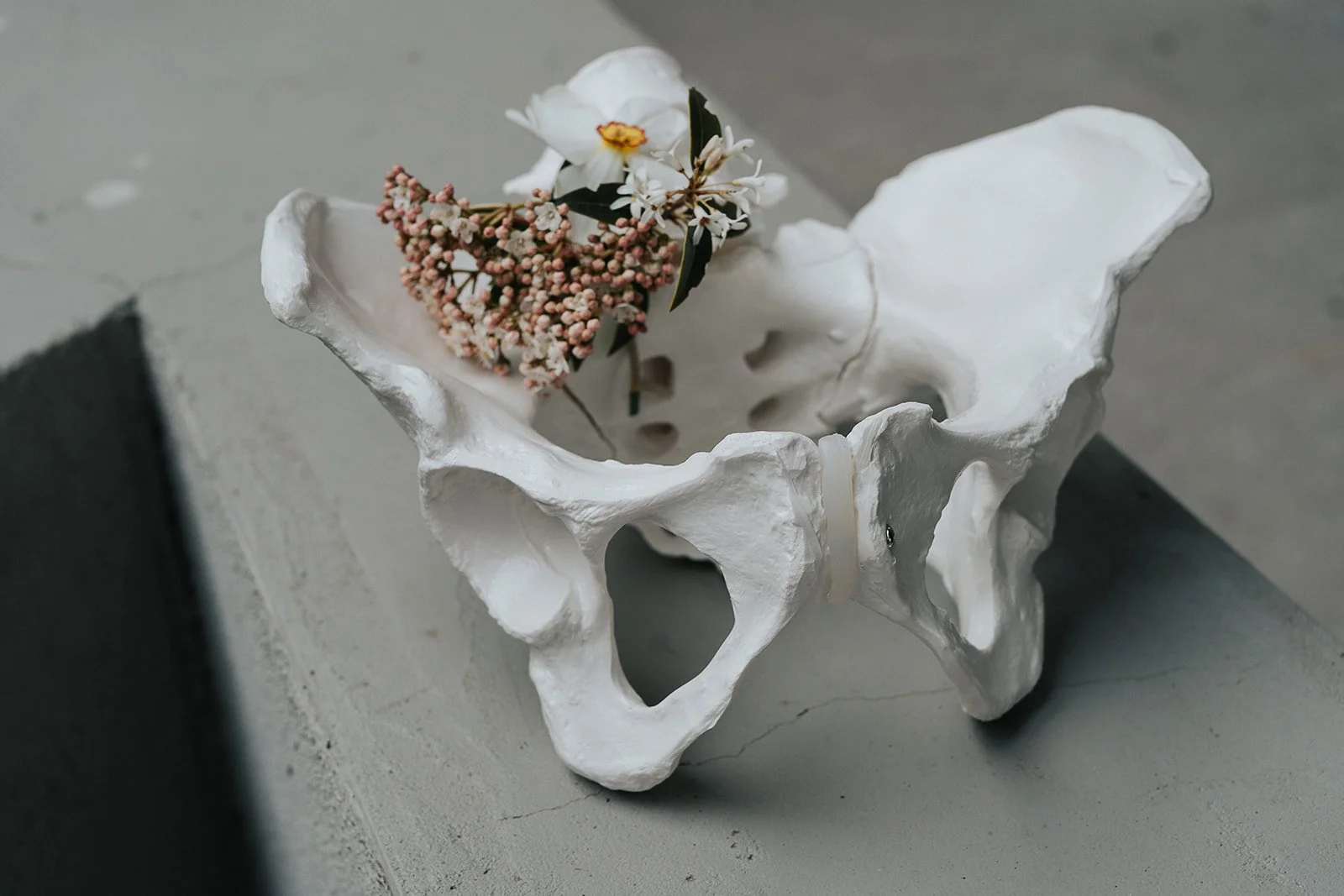 Uno scheletro pelvico bianco con un fiore di stagione rosa e bianco appoggiato sopra.