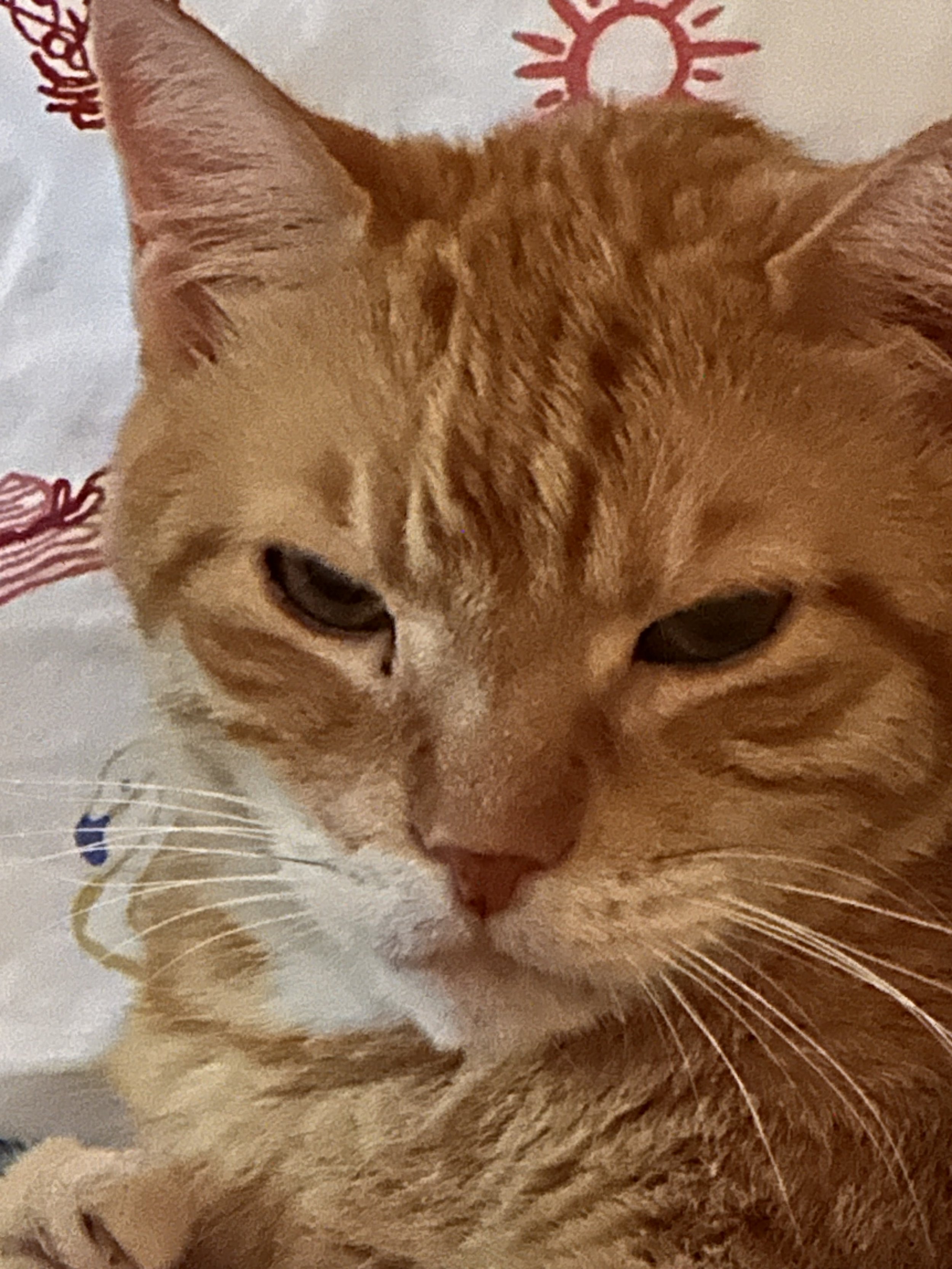Close-up of an orange tabby cat with closed eyes resting on a blanket with red and blue patterns.