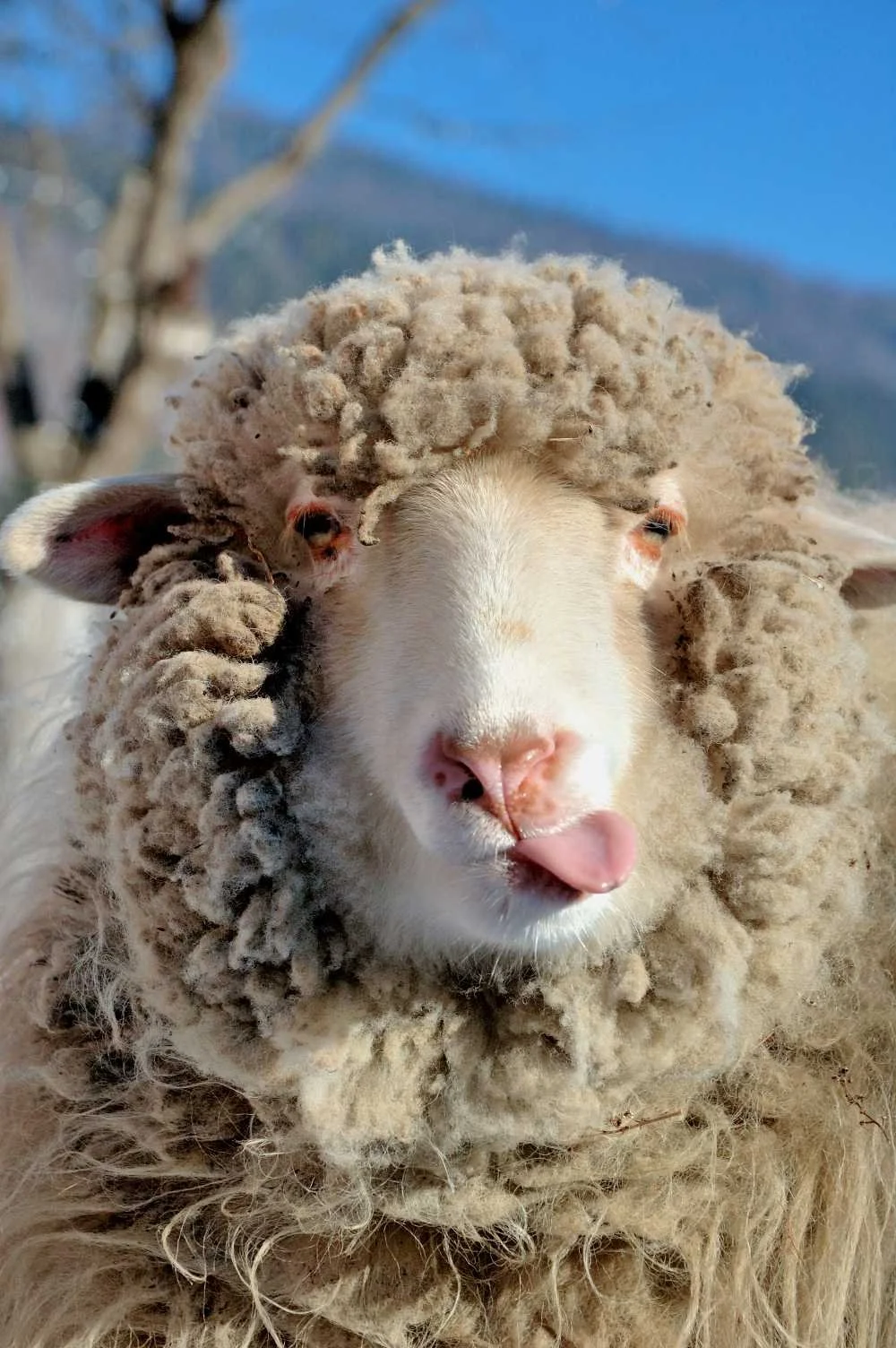 Vermont’s Merino Miracle