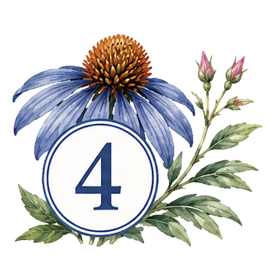 Illustration of a blue coneflower with a number 4 in a circle and green leaves and pink flower buds.