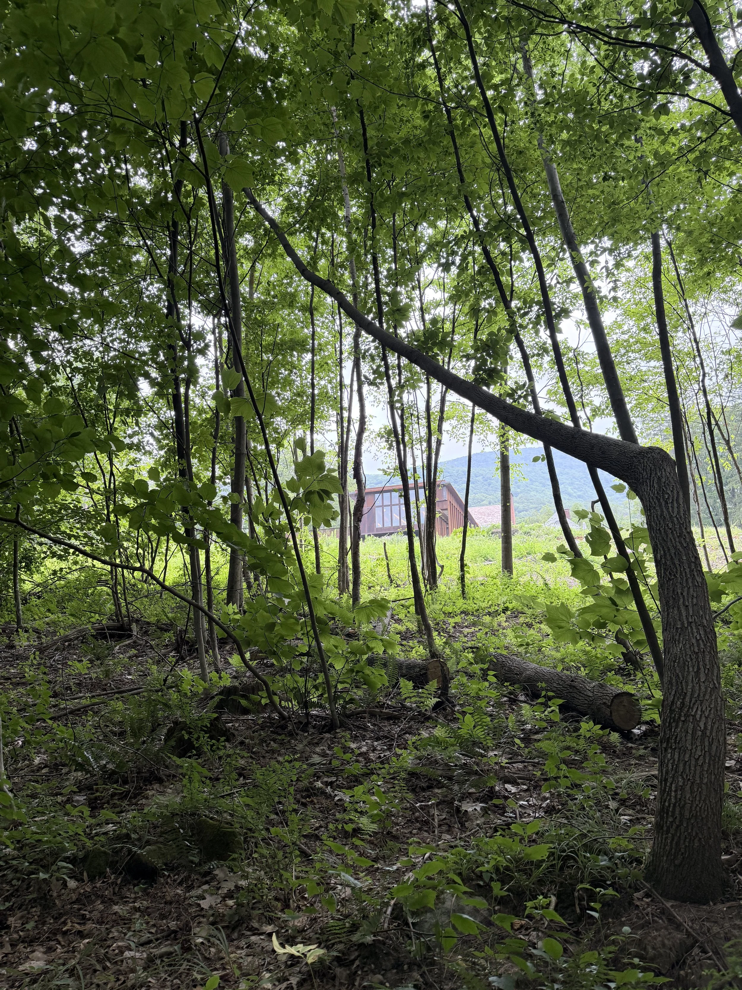 View of a forest with a variety of green trees, bushes, and undergrowth, with a building visible in the background.