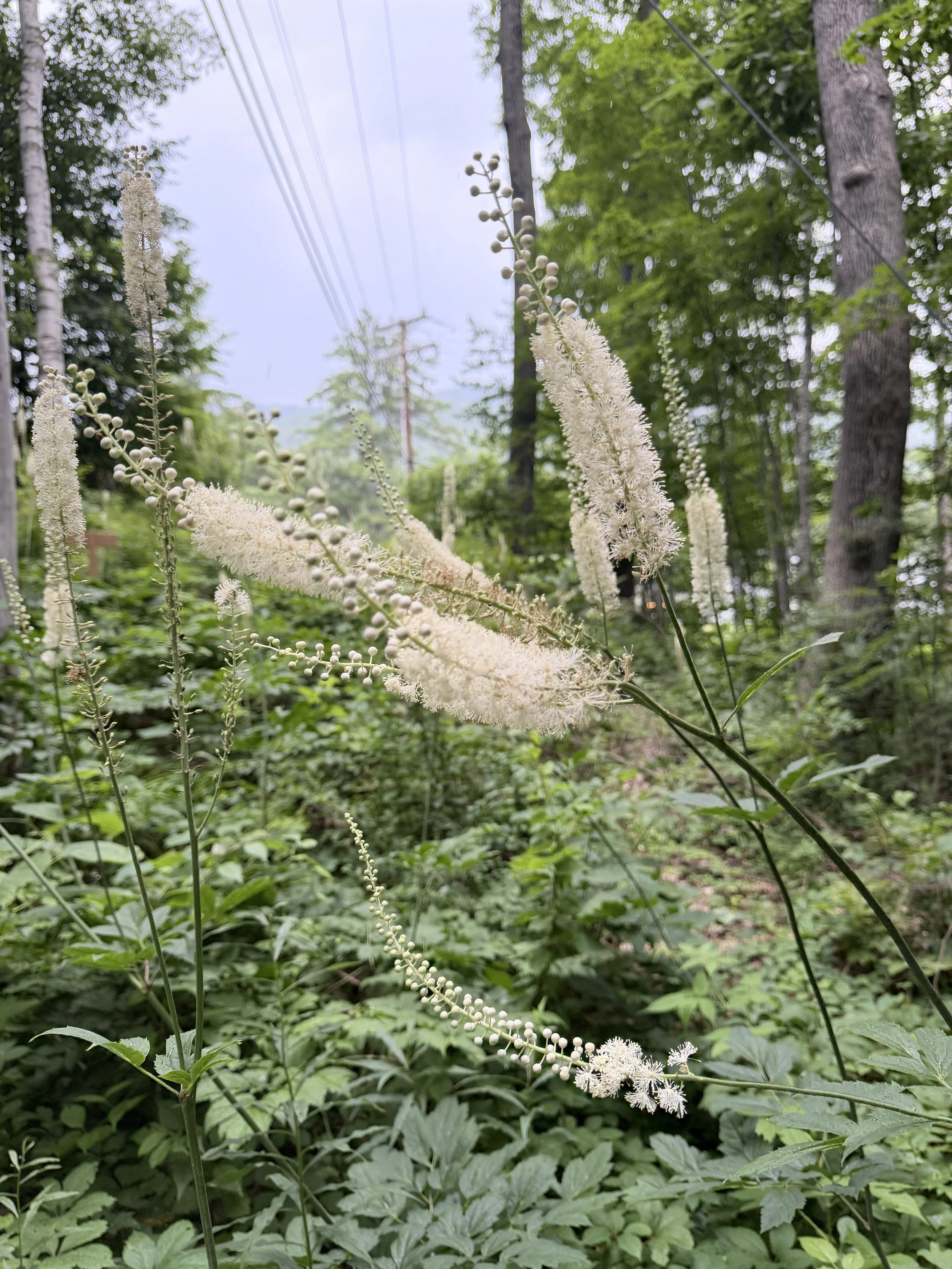 White blooming plants with tall spikes in a green forest.