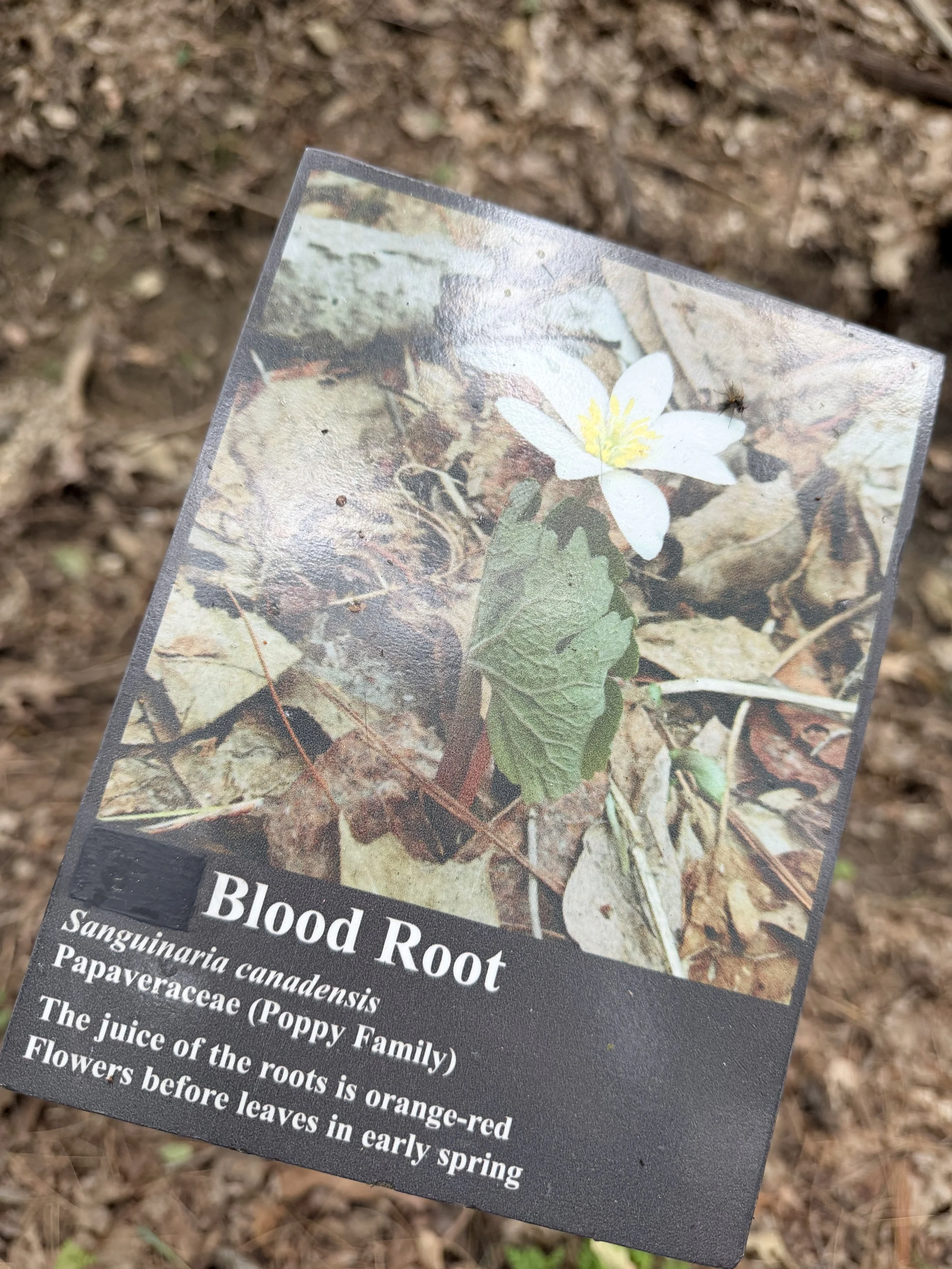 A plant identification sign about Blood Root, a plant with a white flower with yellow stamens and green leaves, growing in a natural environment with soil and leaf litter.