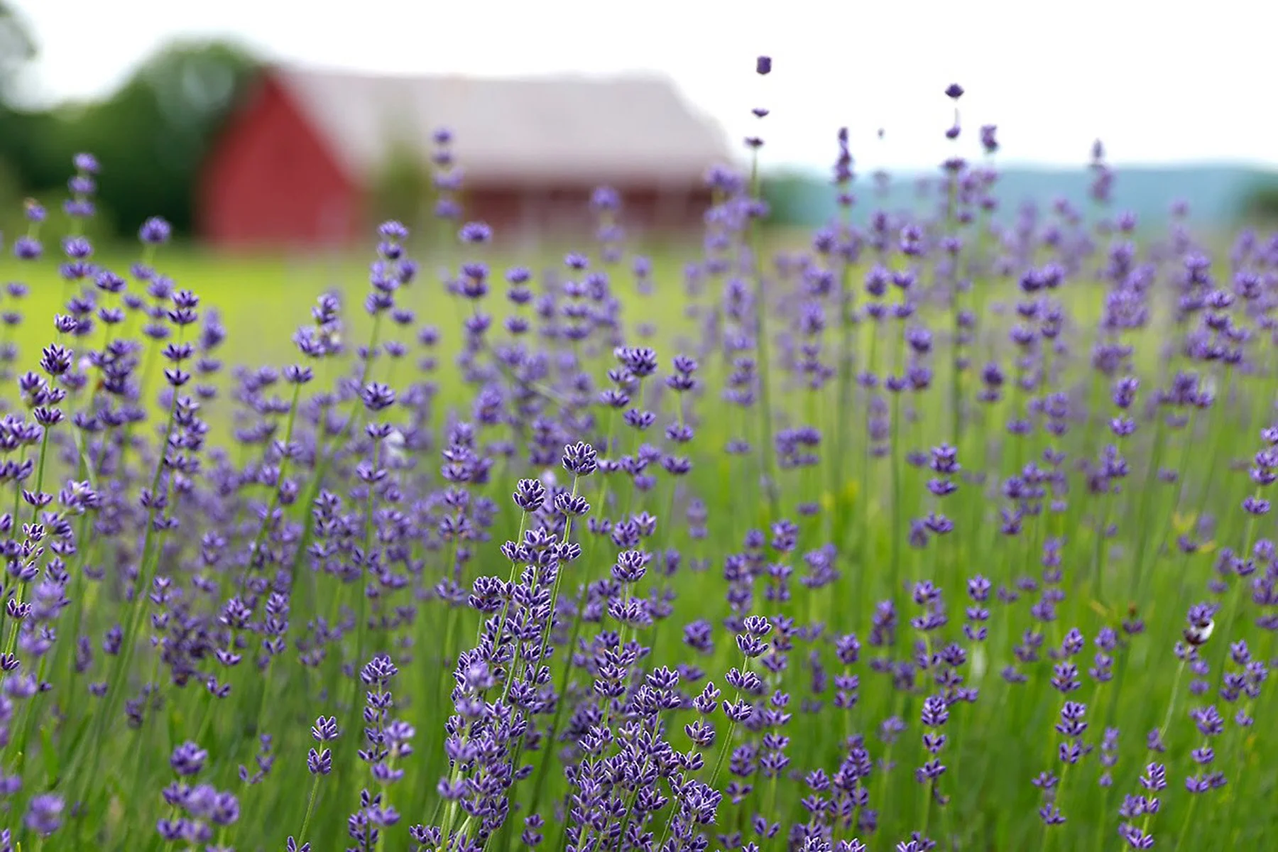 A field of purple lavender flowers with a blurred red barn and white building in the background.