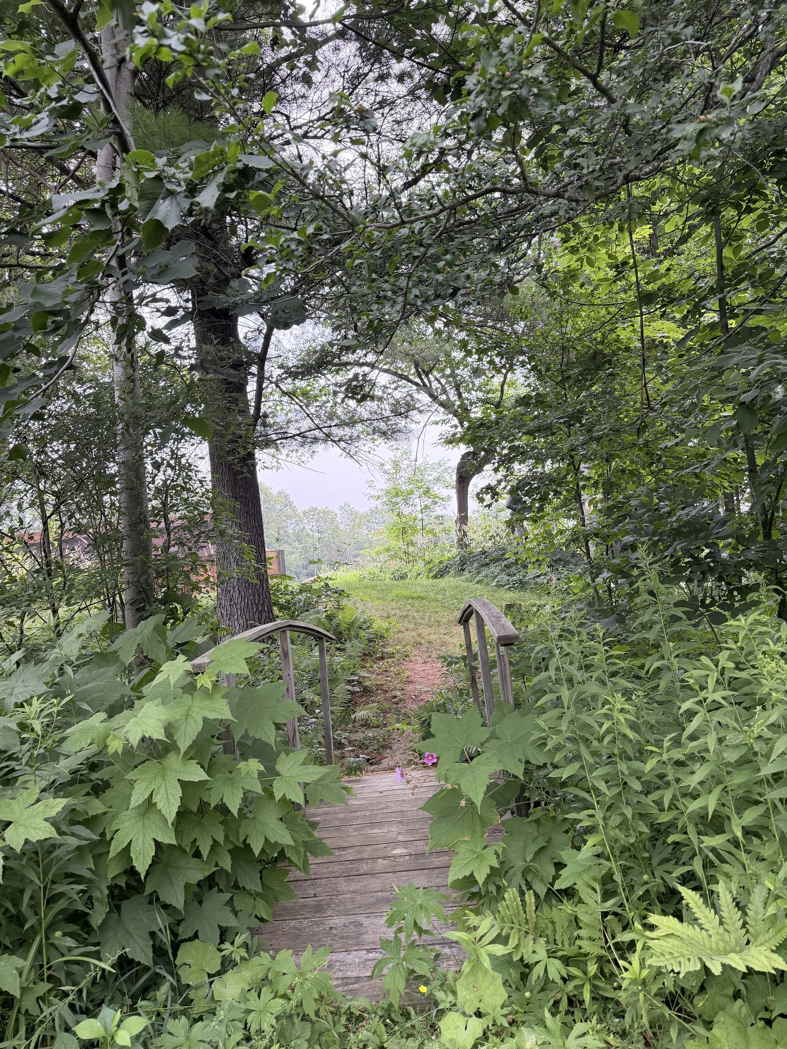 A small wooden footbridge surrounded by dense green foliage leads into a wooded area with tall trees and lush plants.