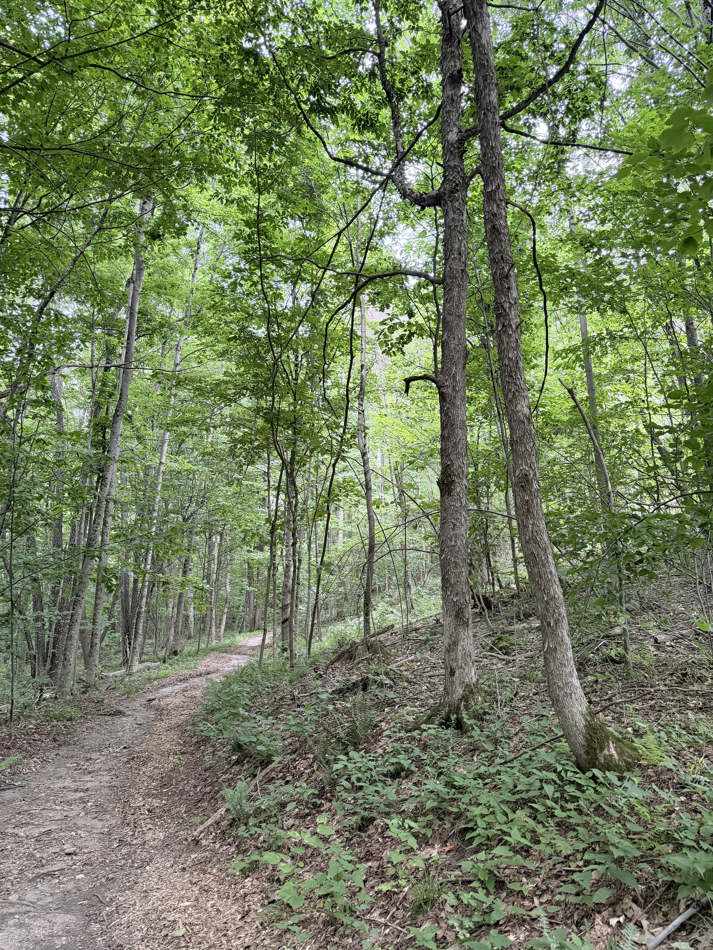 A dirt trail winds through a lush green forest with dense trees and leafy canopy overhead, creating a serene natural scene.