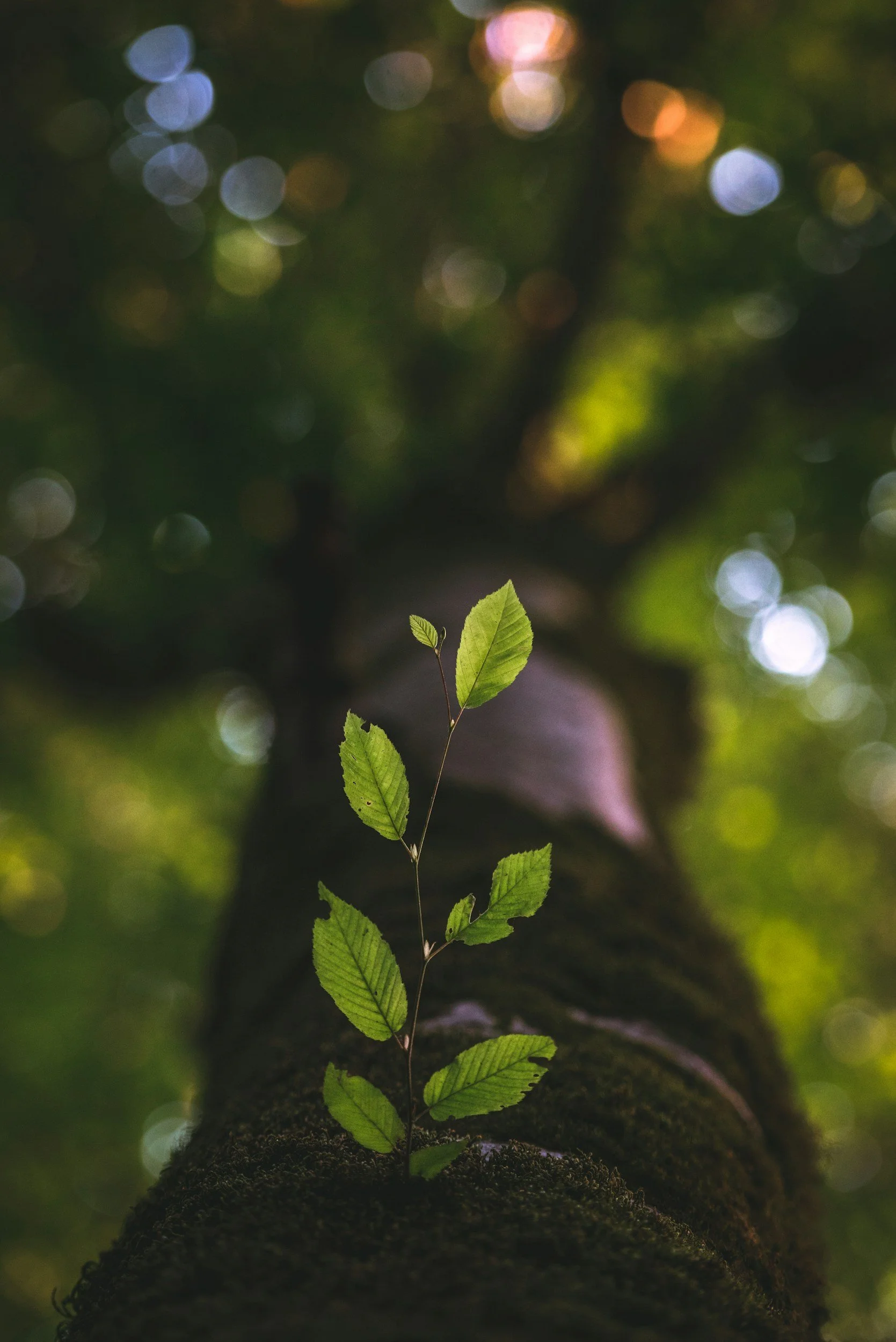 A small green plant growing from dark soil, with a blurred background of bokeh lights in green, purple, and orange hues, suggesting a natural outdoor setting.