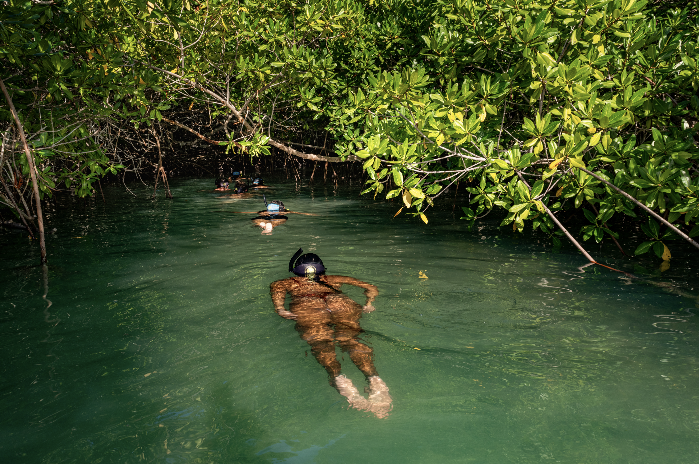 People snorkeling in a waterway surrounded by dense green mangrove trees.