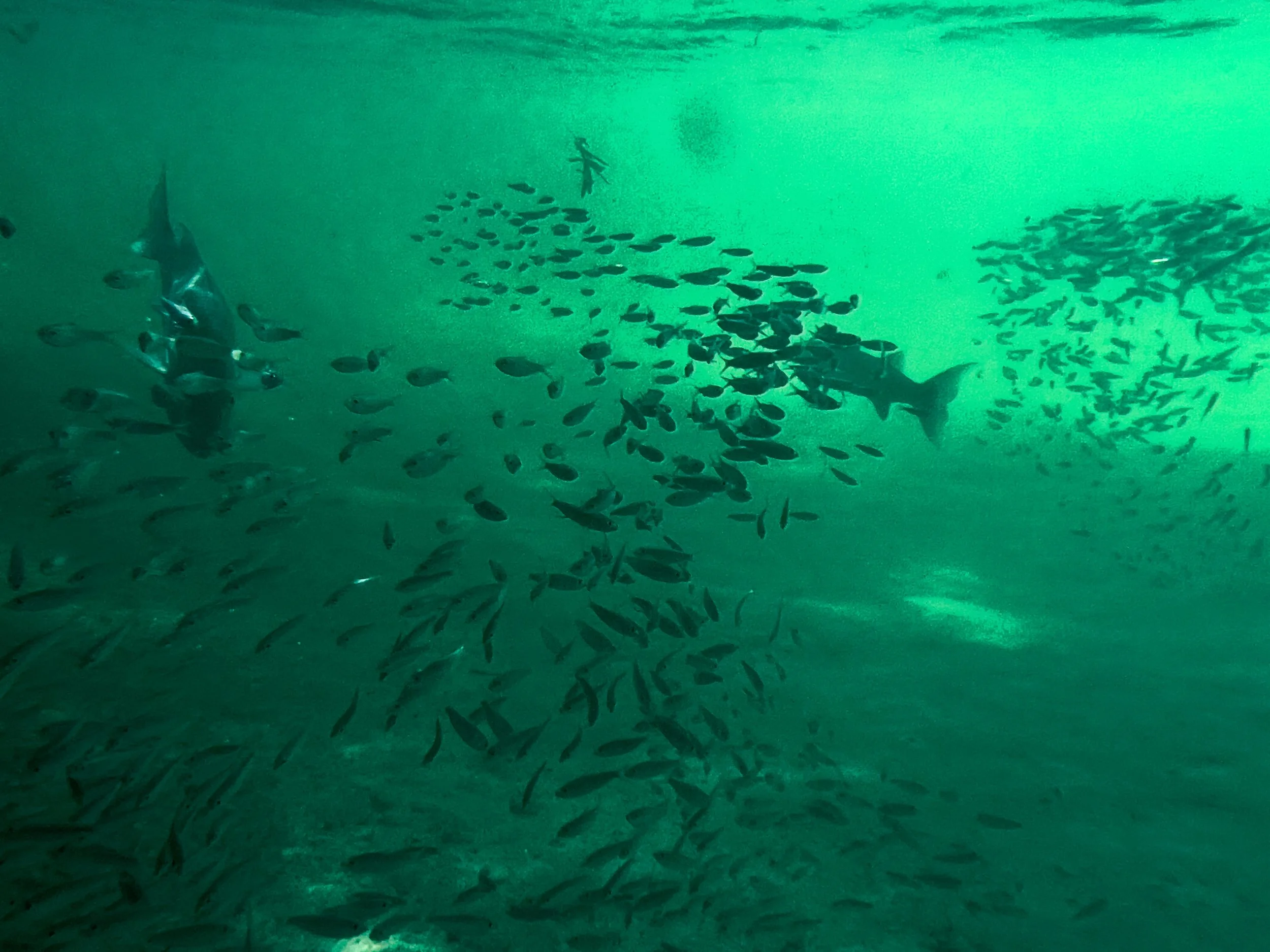 Underwater scene with schools of fish swimming, with a large fish or shark among them, greenish water, and sandy sea bottom.