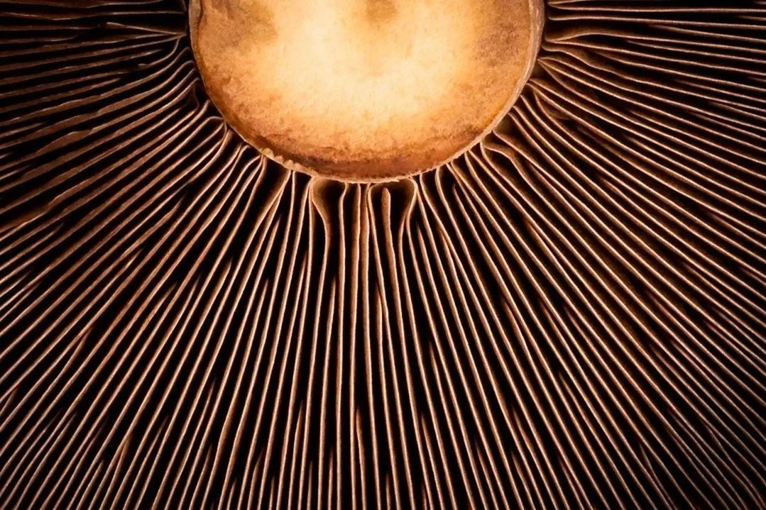 Close-up of the underside of a mushroom cap, showing gills radiating outward and a central stem.