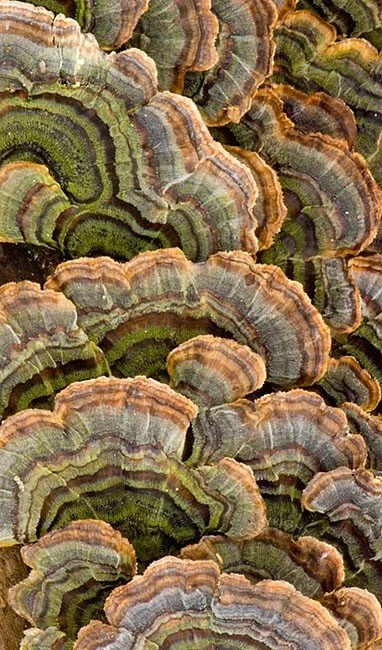 Close-up of multiple turkey tail mushrooms with layered, multicolored fan shapes in green, brown, and gray hues.