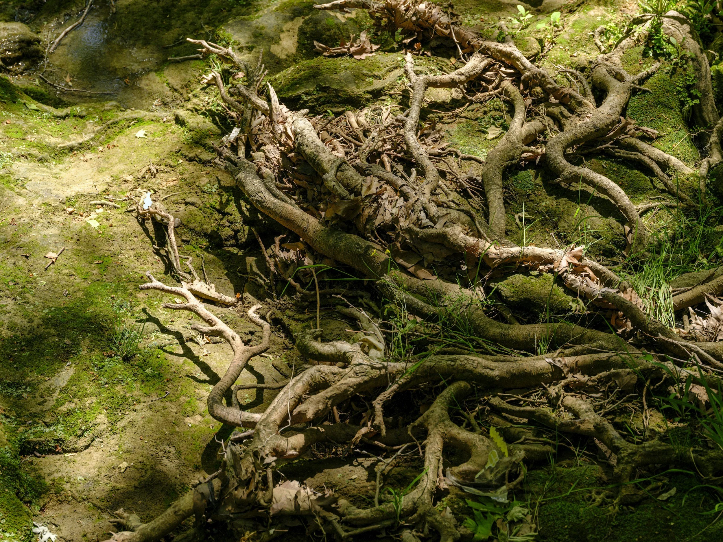 Roots and leaves on a mossy and earthy ground near a stream or small body of water, with sunlight filtering through the trees.