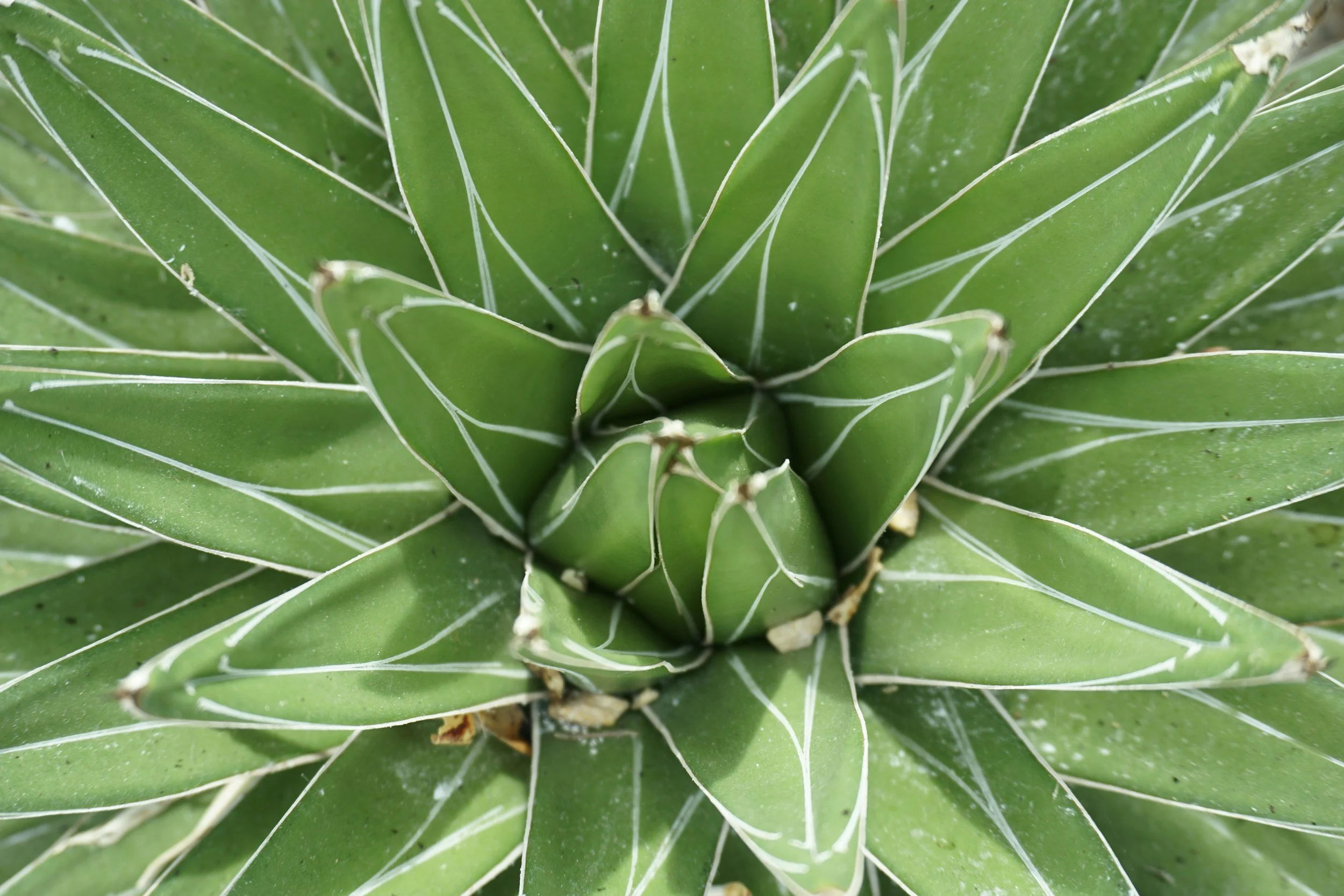 Close-up of a green agave plant with pointed, thick leaves edged with white spines.